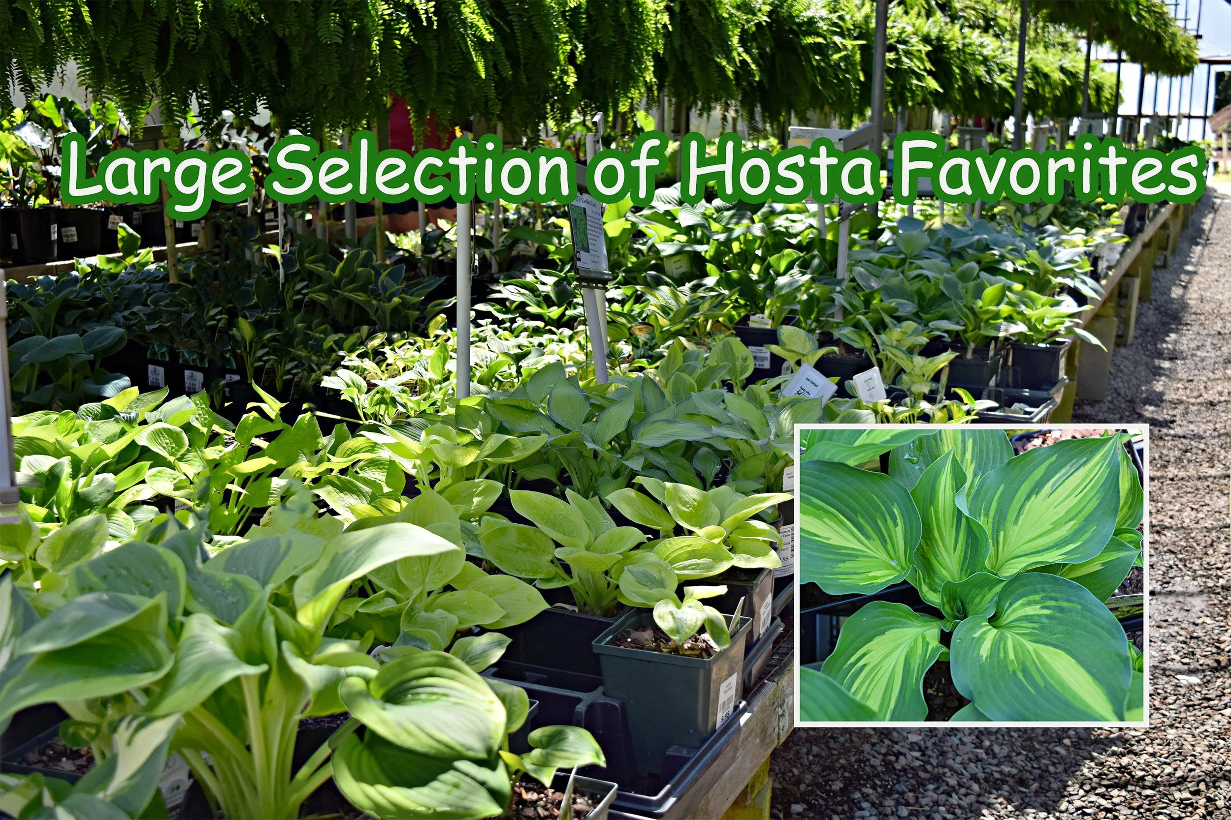 hosta.jpg