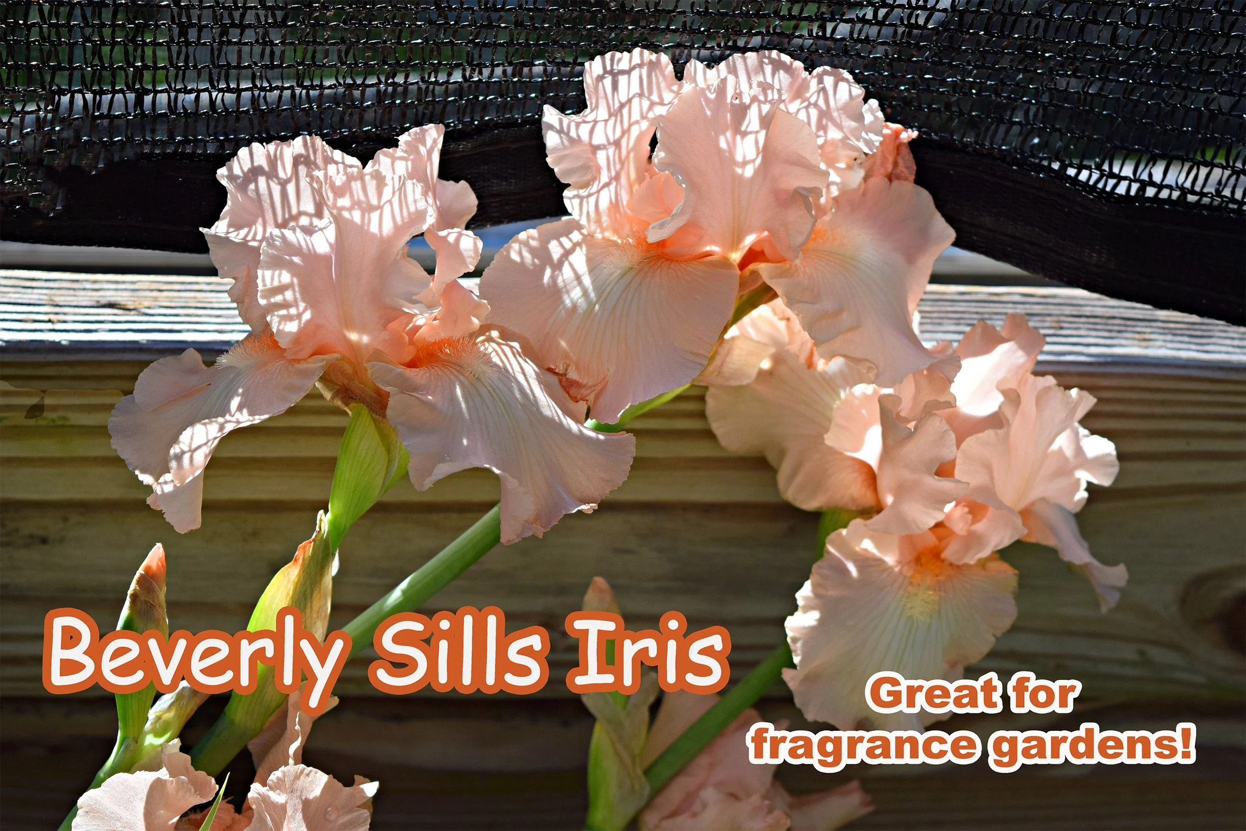 beverly sills iris.jpg