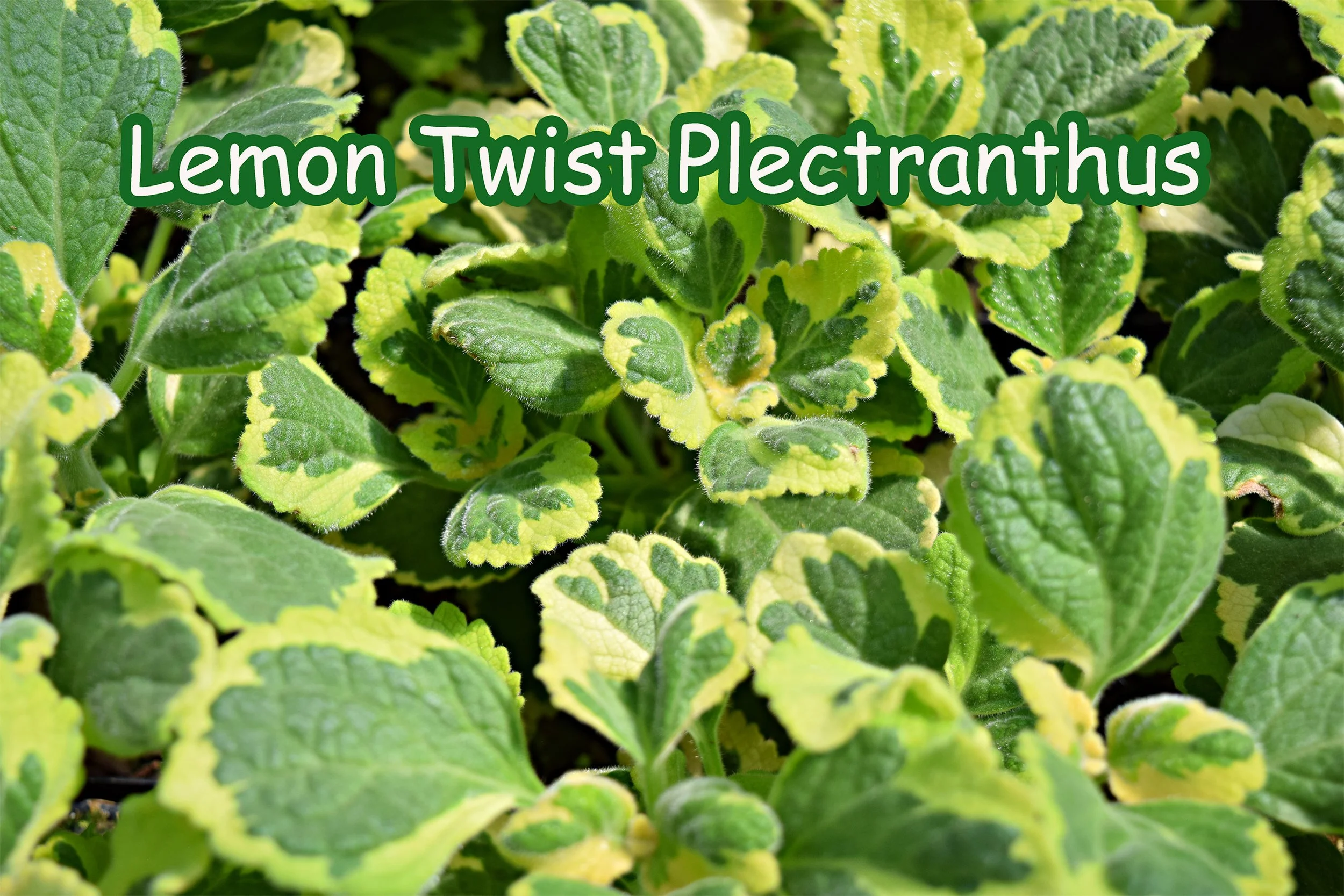 lemon twist plectranthus.jpg