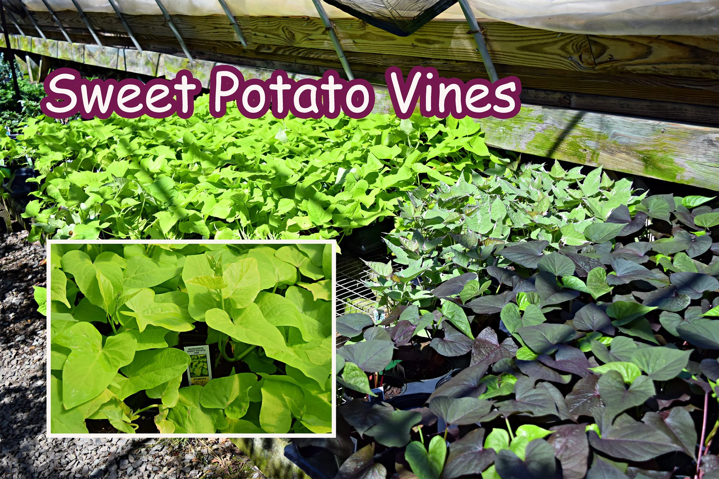 sweet potato vines.jpg