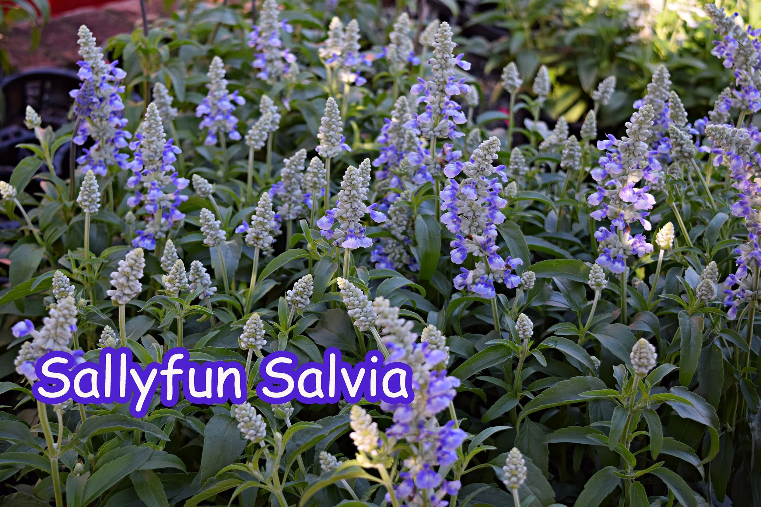 sallyfun salvia.jpg