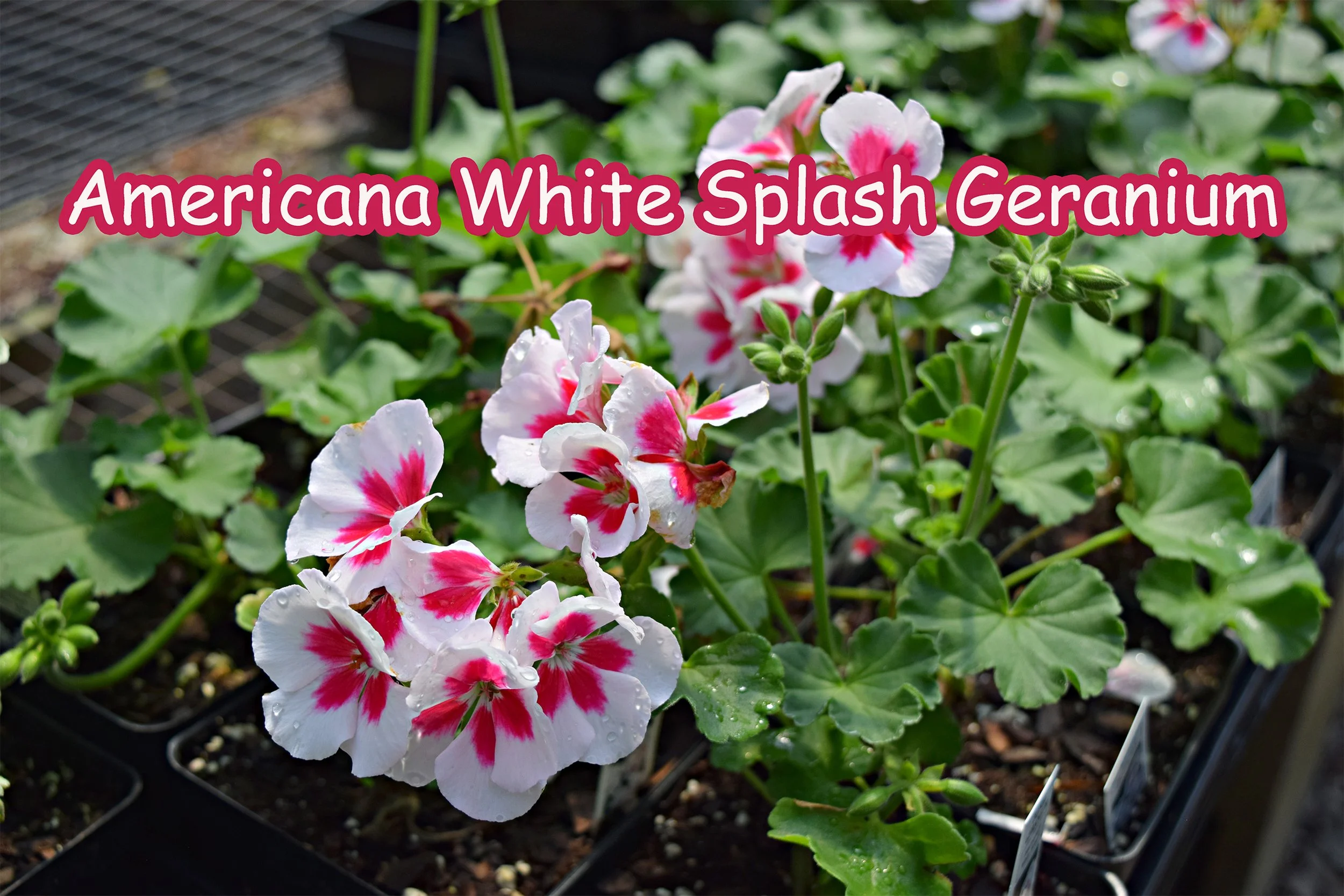 americana white splash geranium.jpg