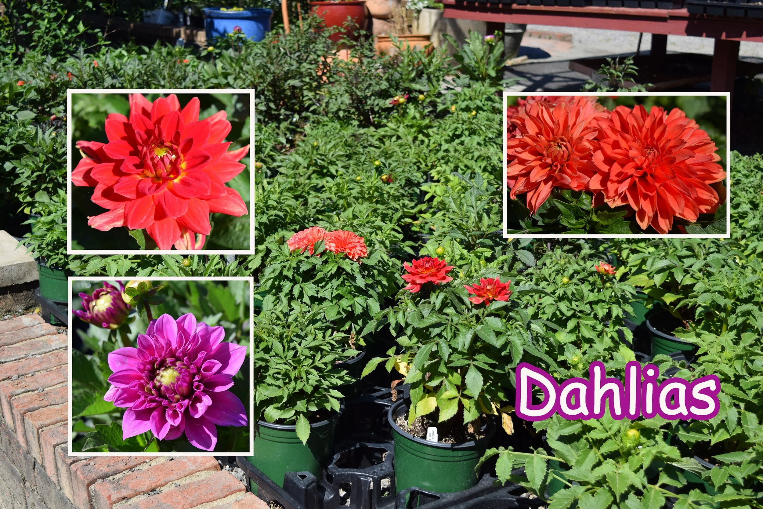 dahlia.jpg