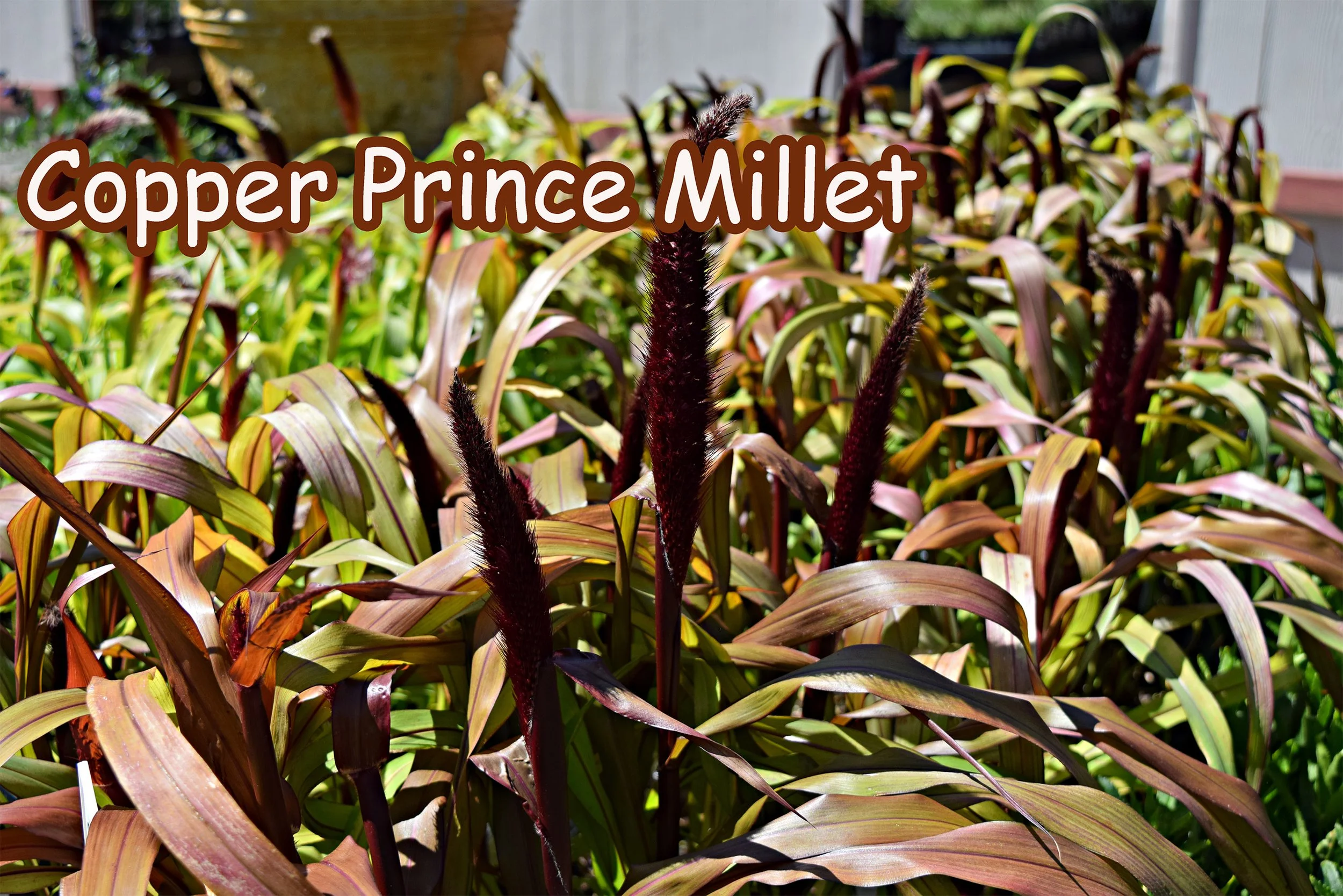 millet.jpg