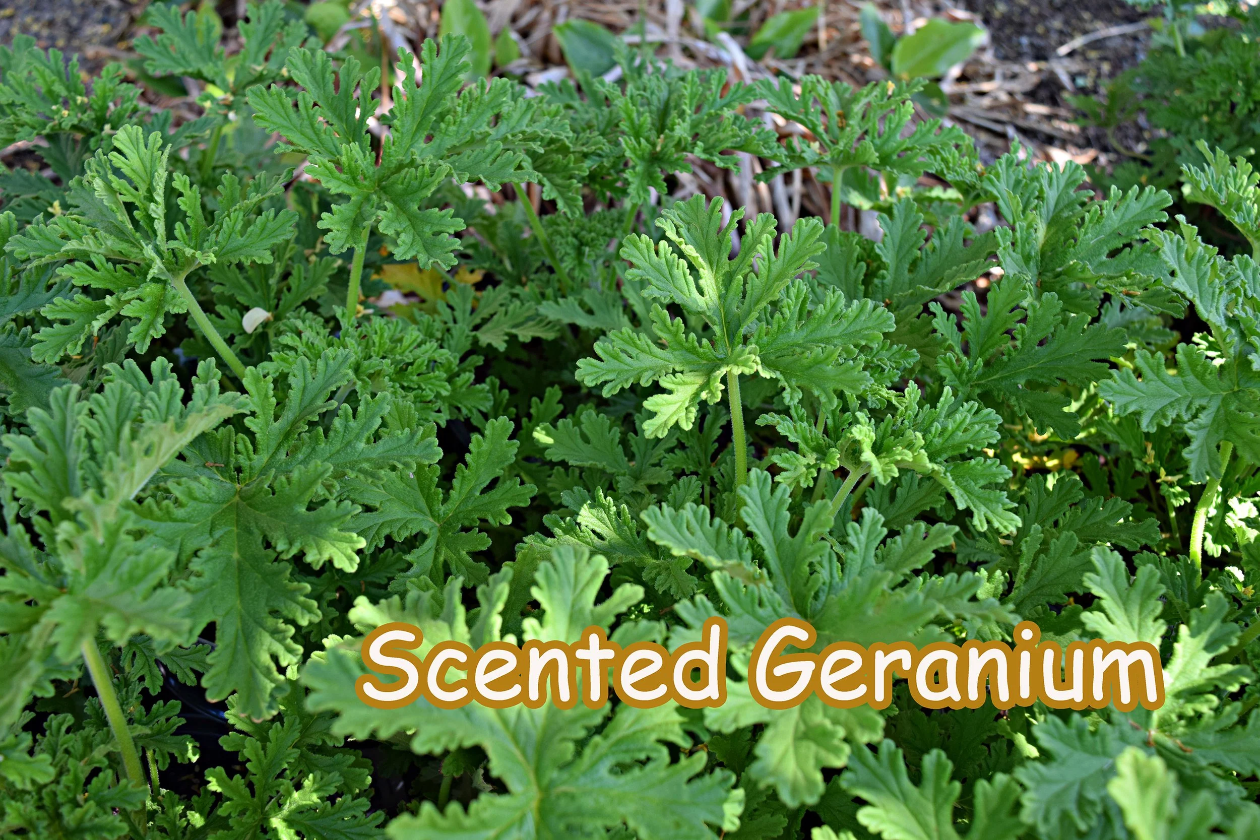 scented geranium.jpg