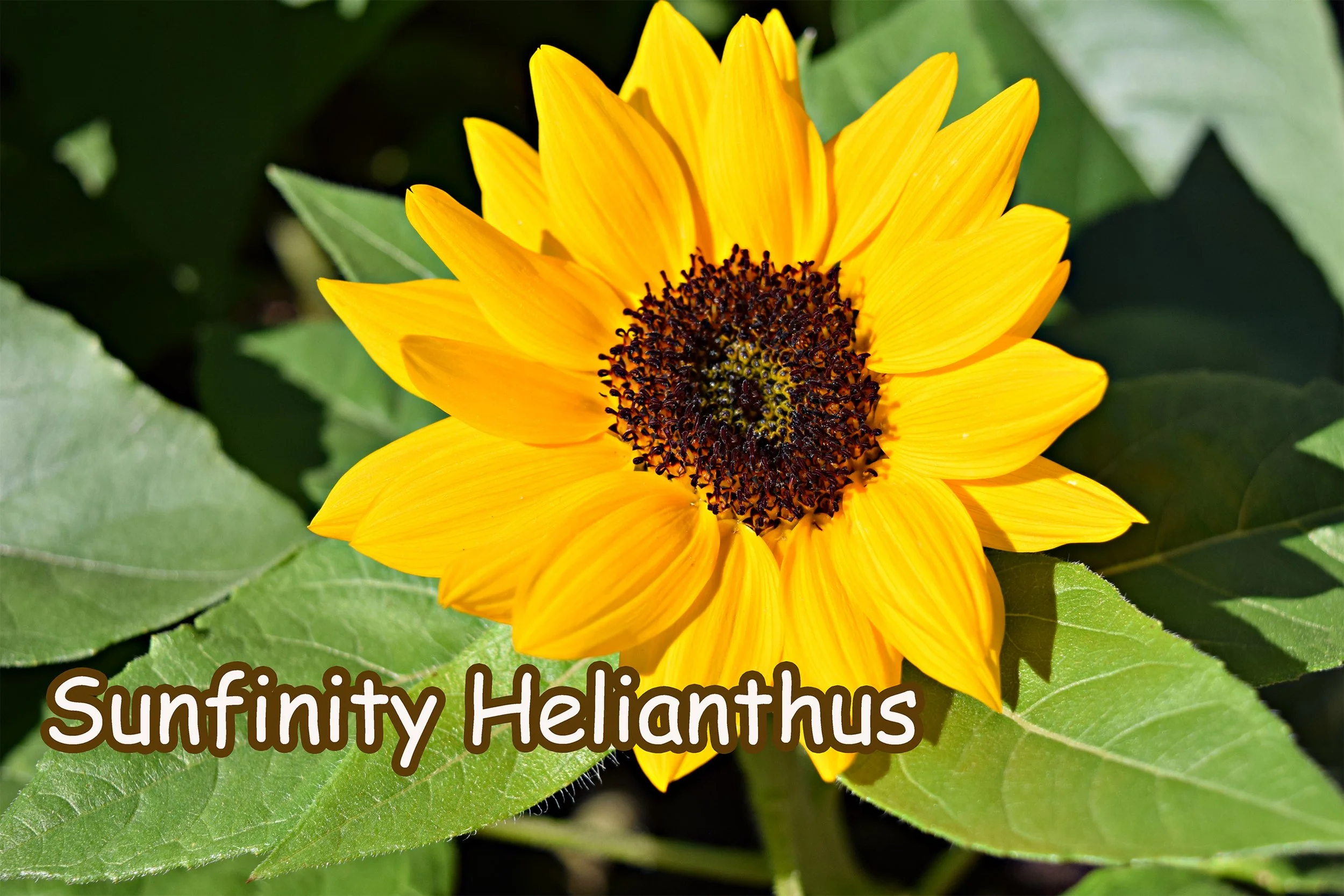 sunfinity sunflower.jpg