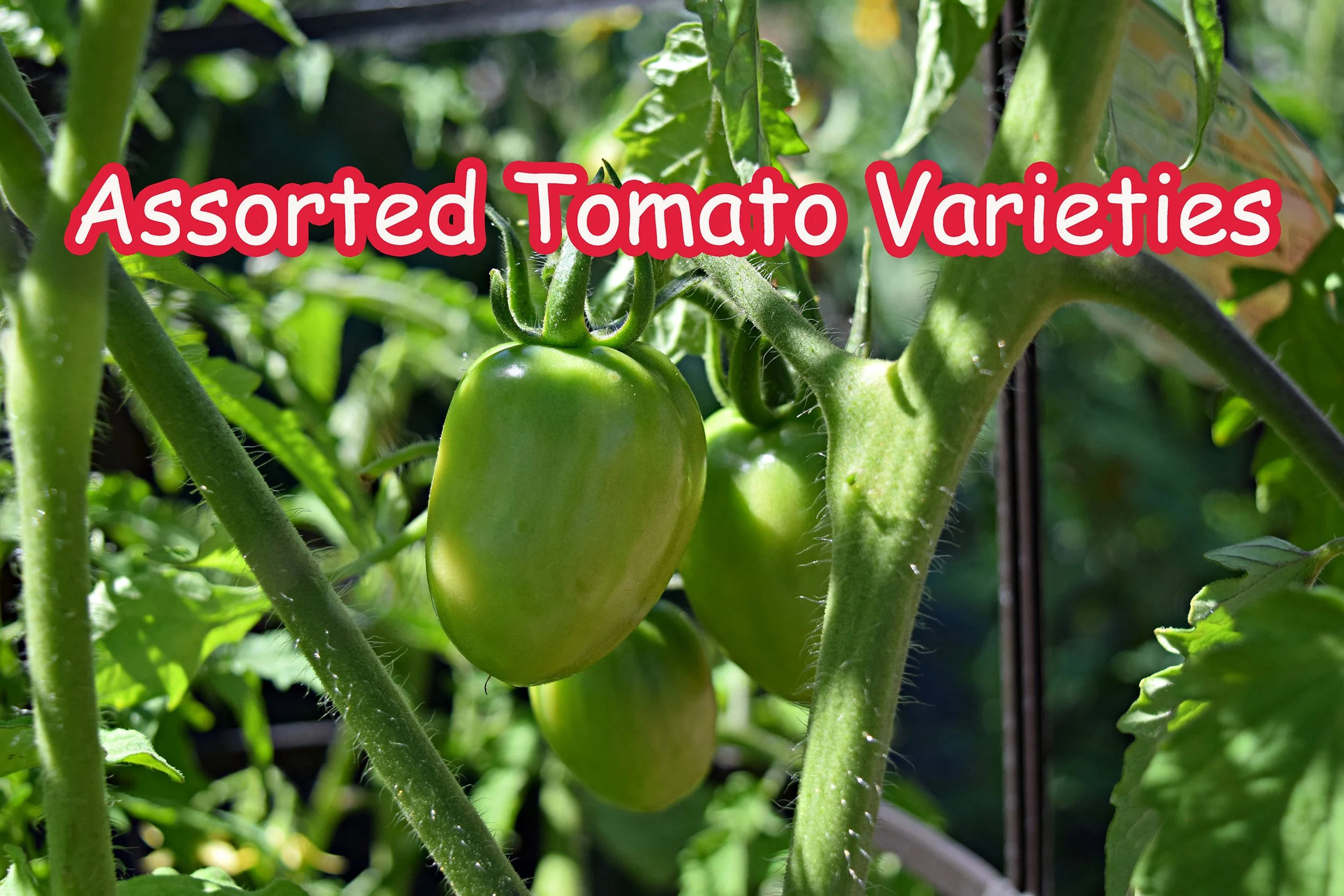 tomatoes.jpg