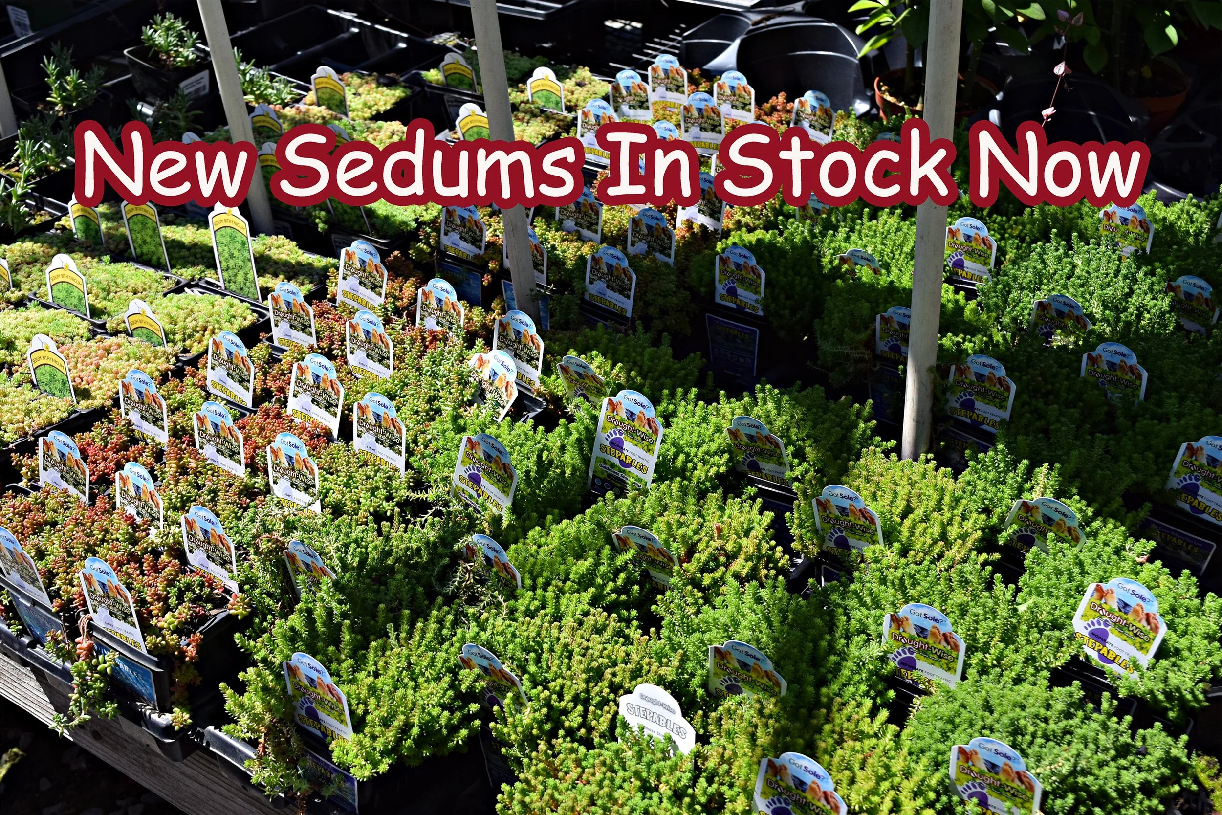 sedums.jpg