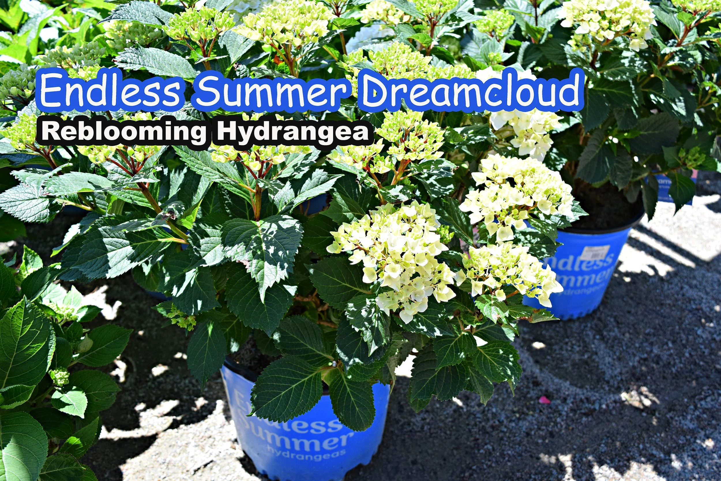 hydrangea dreamcloud.jpg
