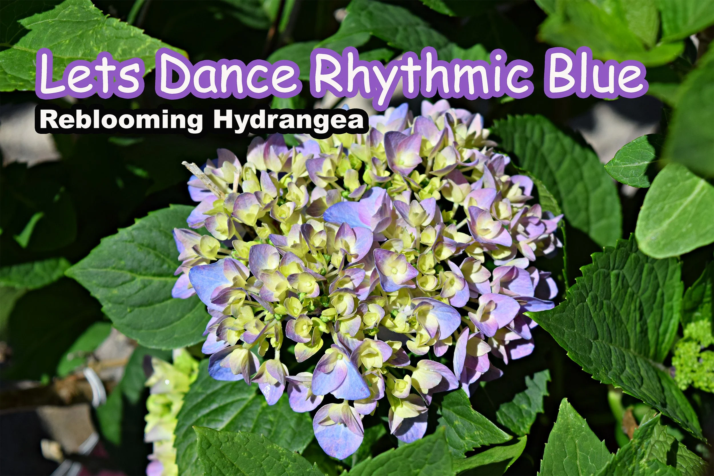 rhythmic blue hydrangea.jpg