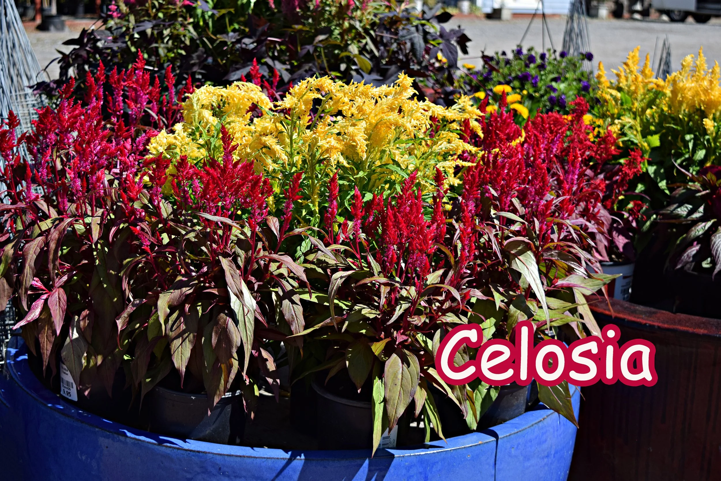 celosia.jpg