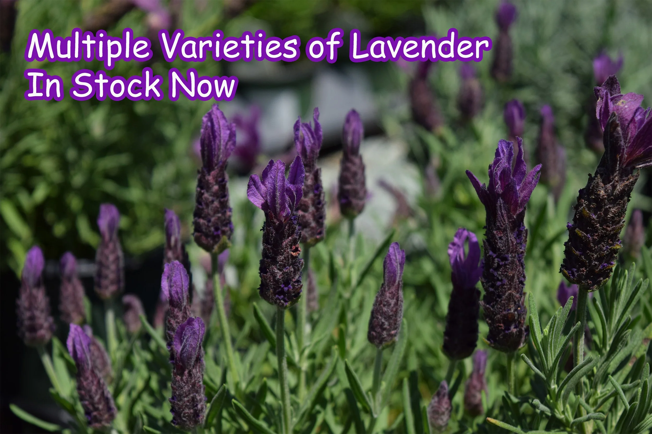 lavender.jpg