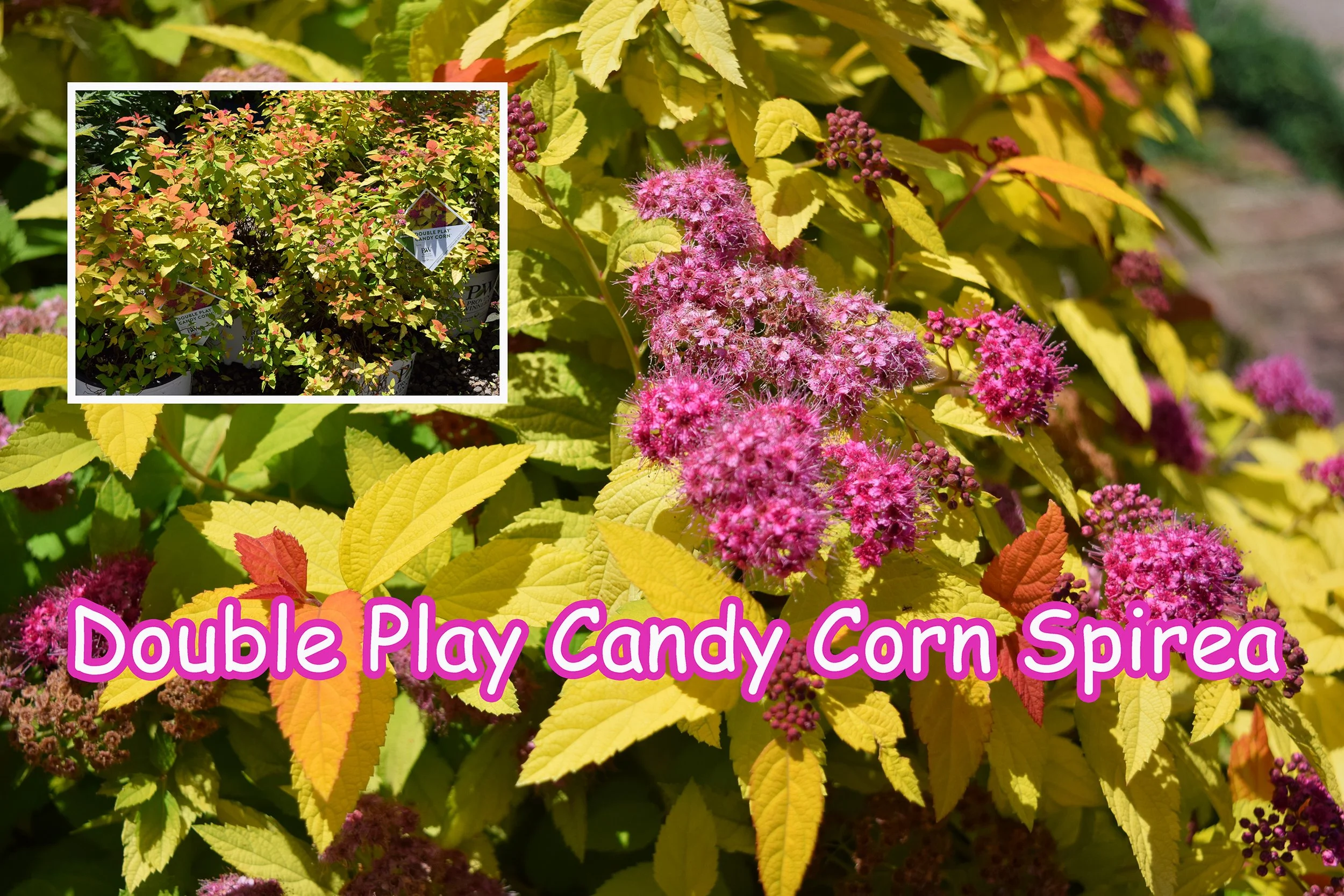 double play candy corn spirea.jpg