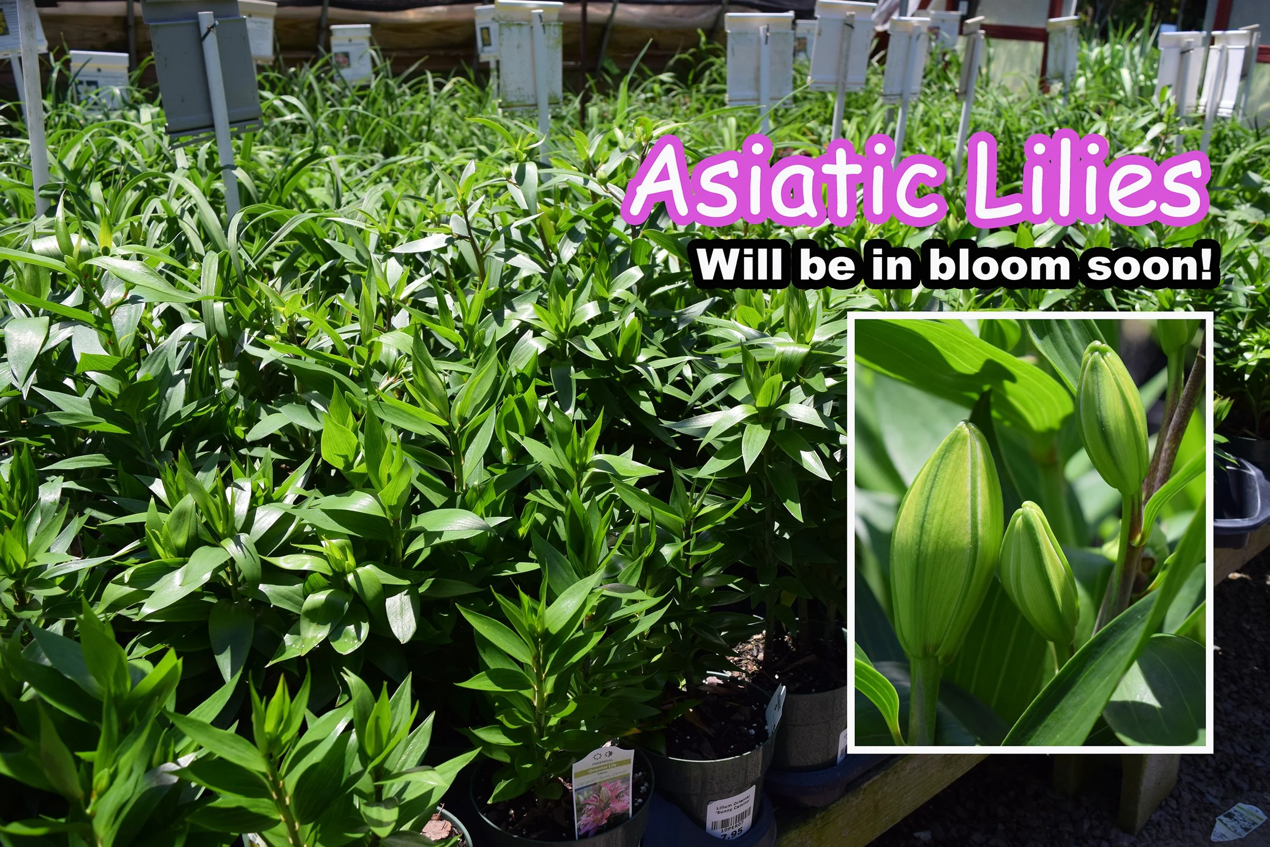 asiatic lilies.jpg
