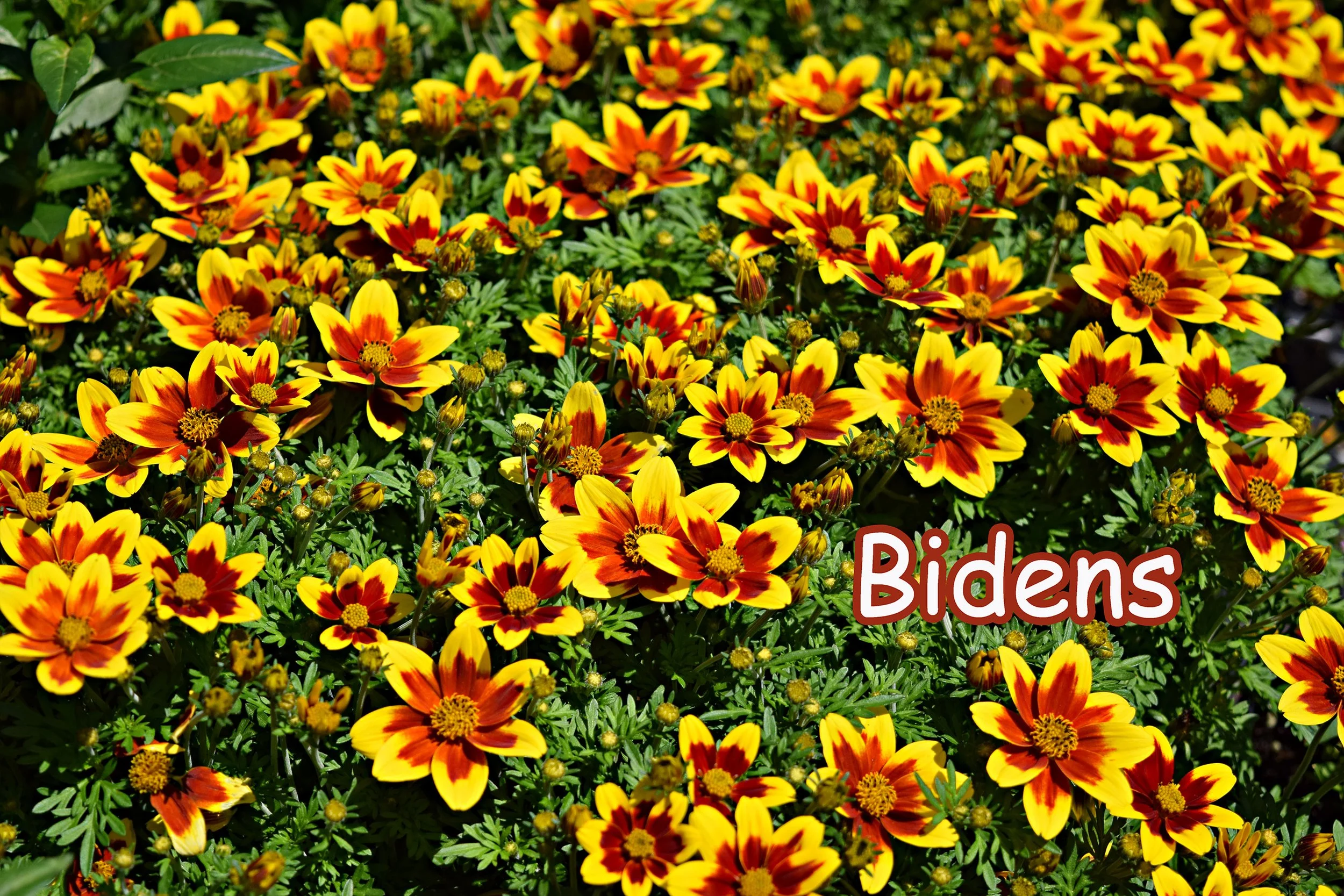 bidens.jpg