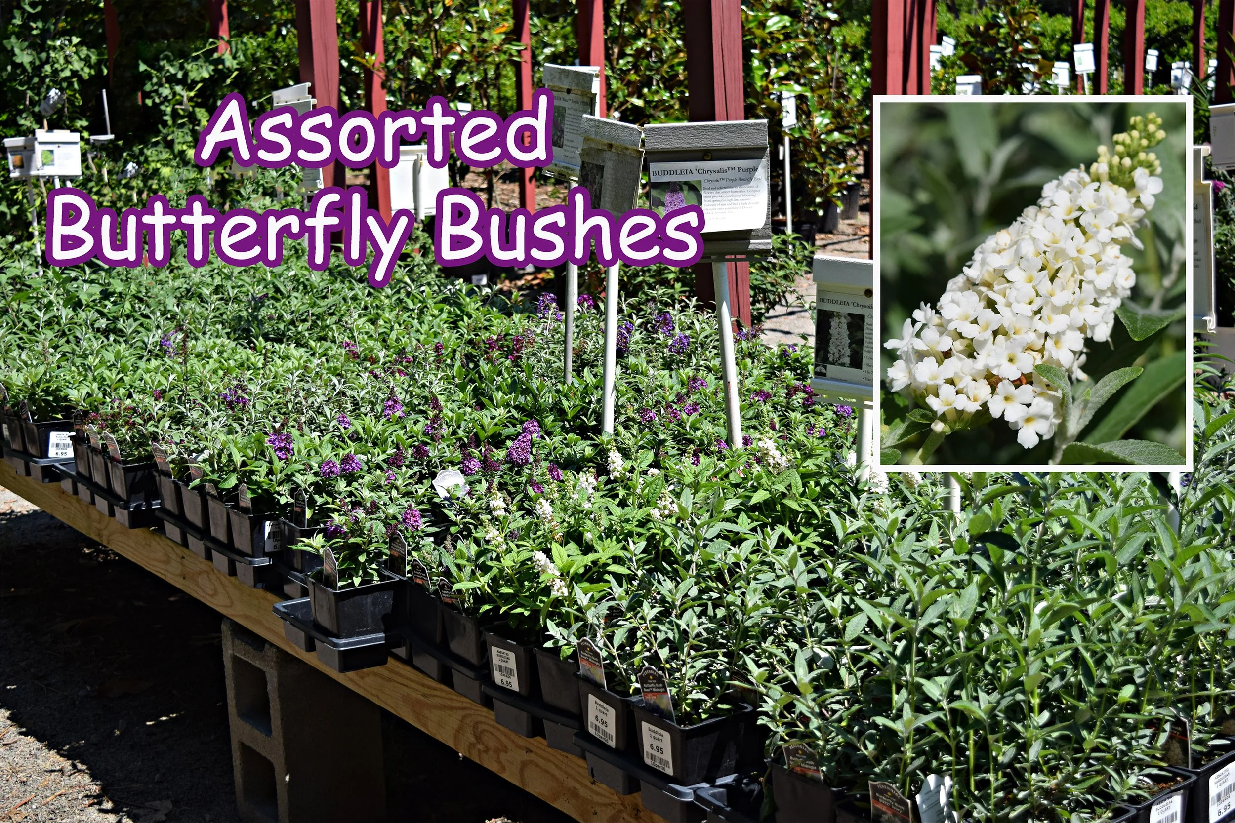 butterfly bushes.jpg