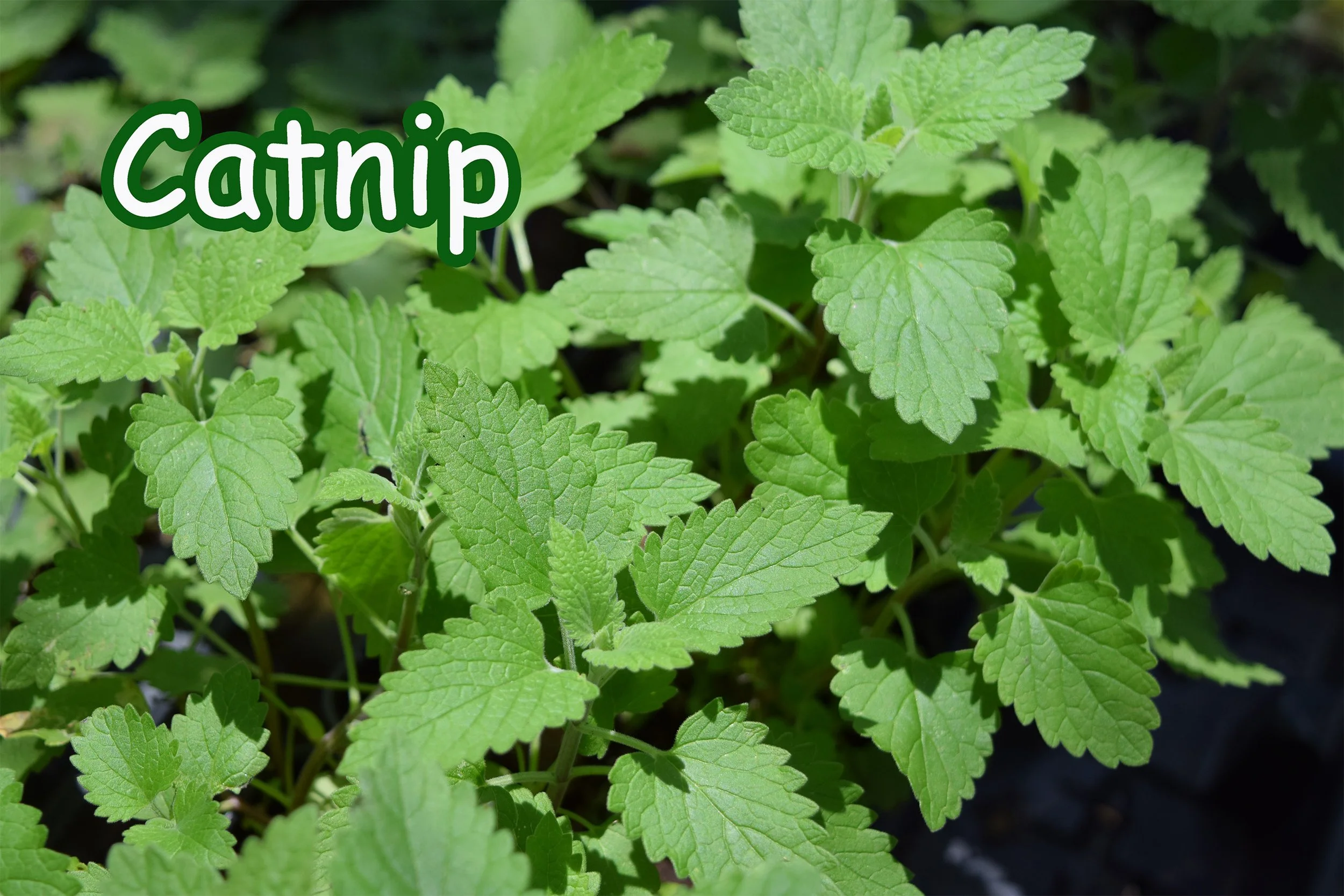 catnip.jpg