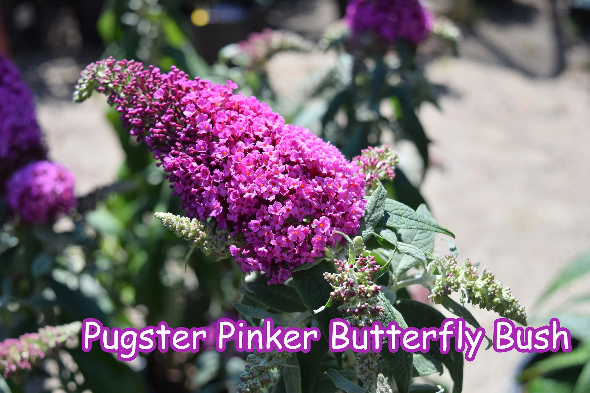 pugster pinker butterfly bush.jpg