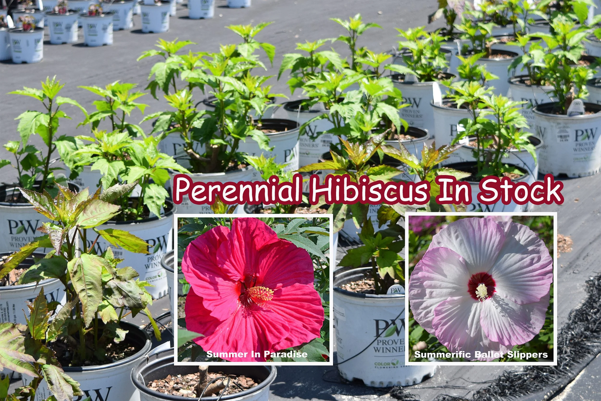 hibiscus.jpg