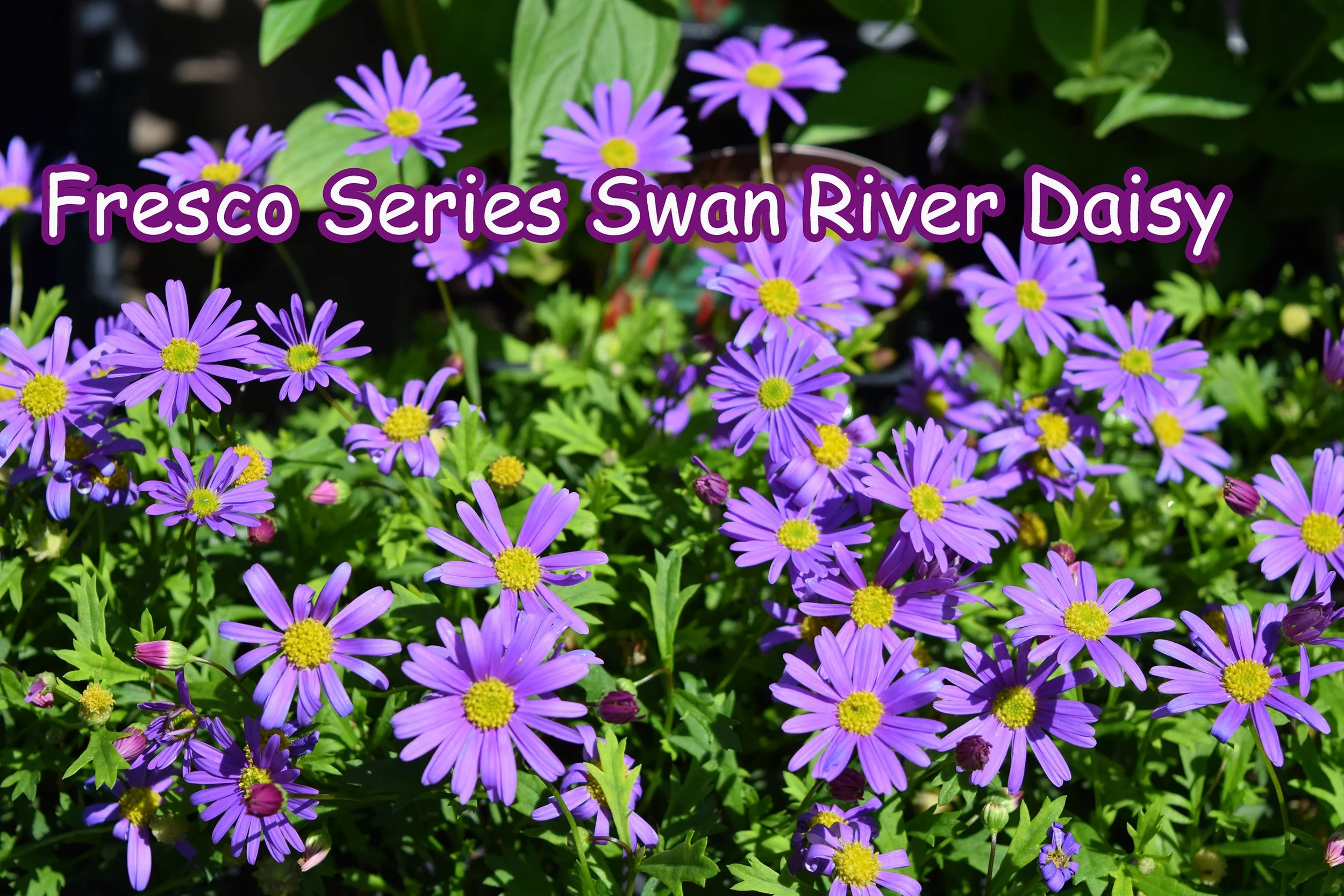 fresco series swan river daisy.jpg