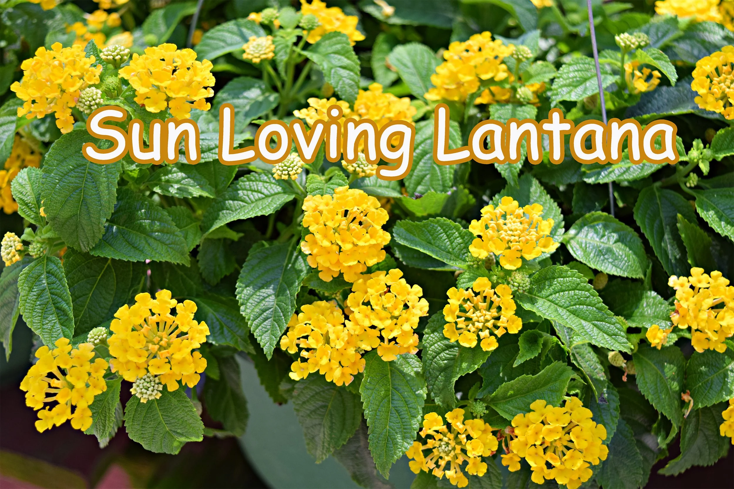 lantana.jpg