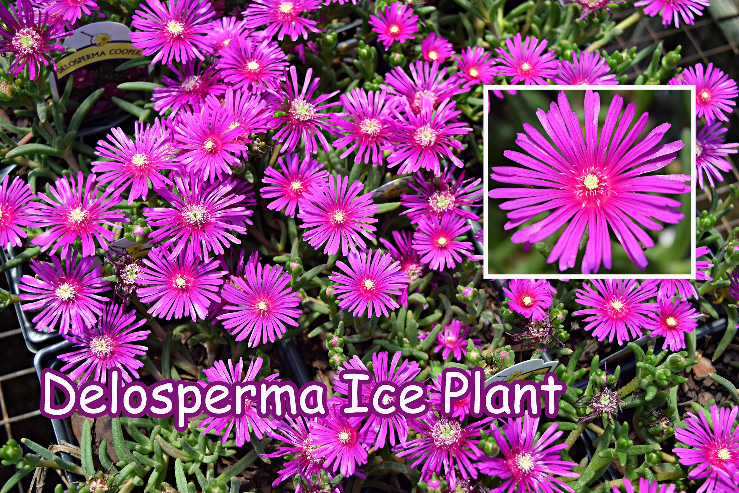 delosperma.jpg