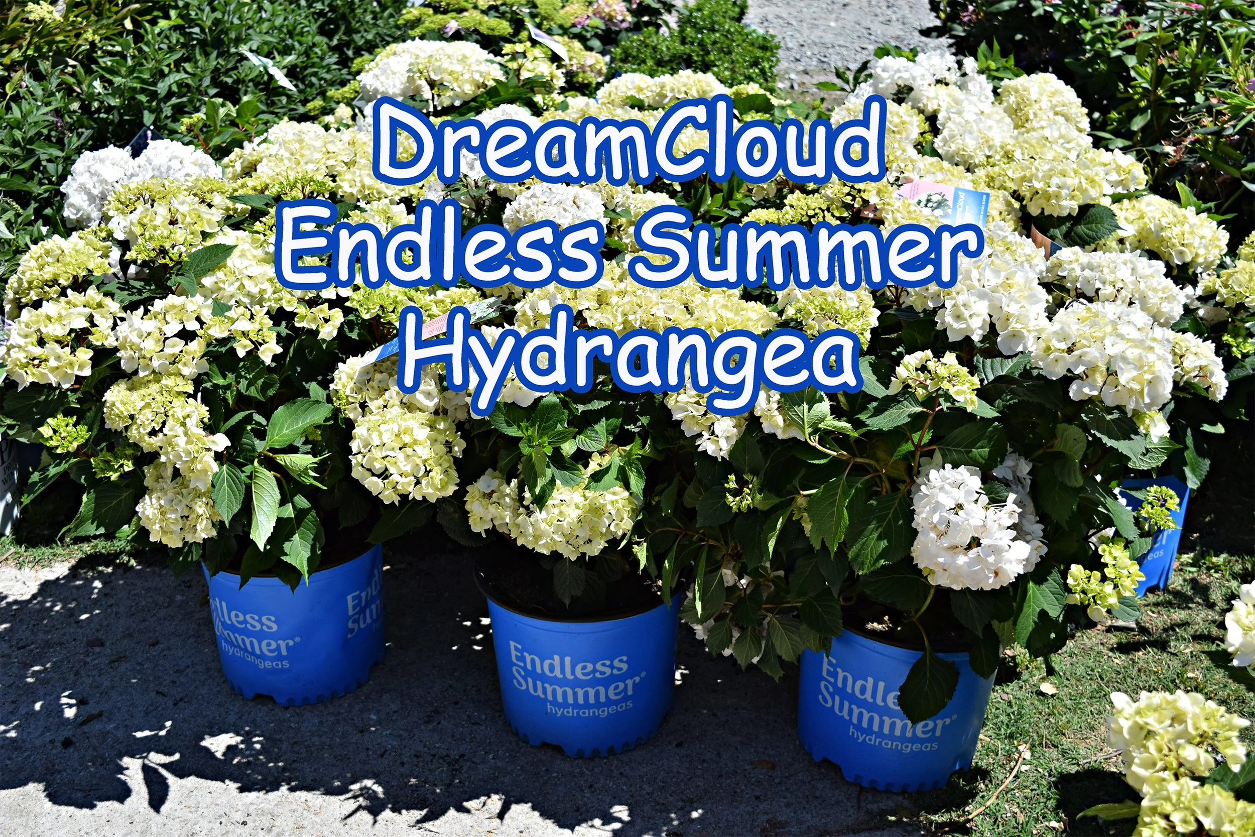 dreamcloud hydrangea.jpg