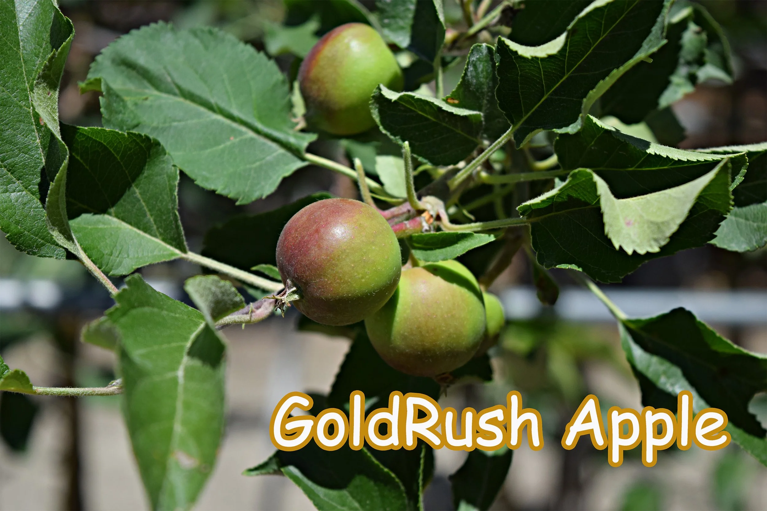 goldrush apple.jpg