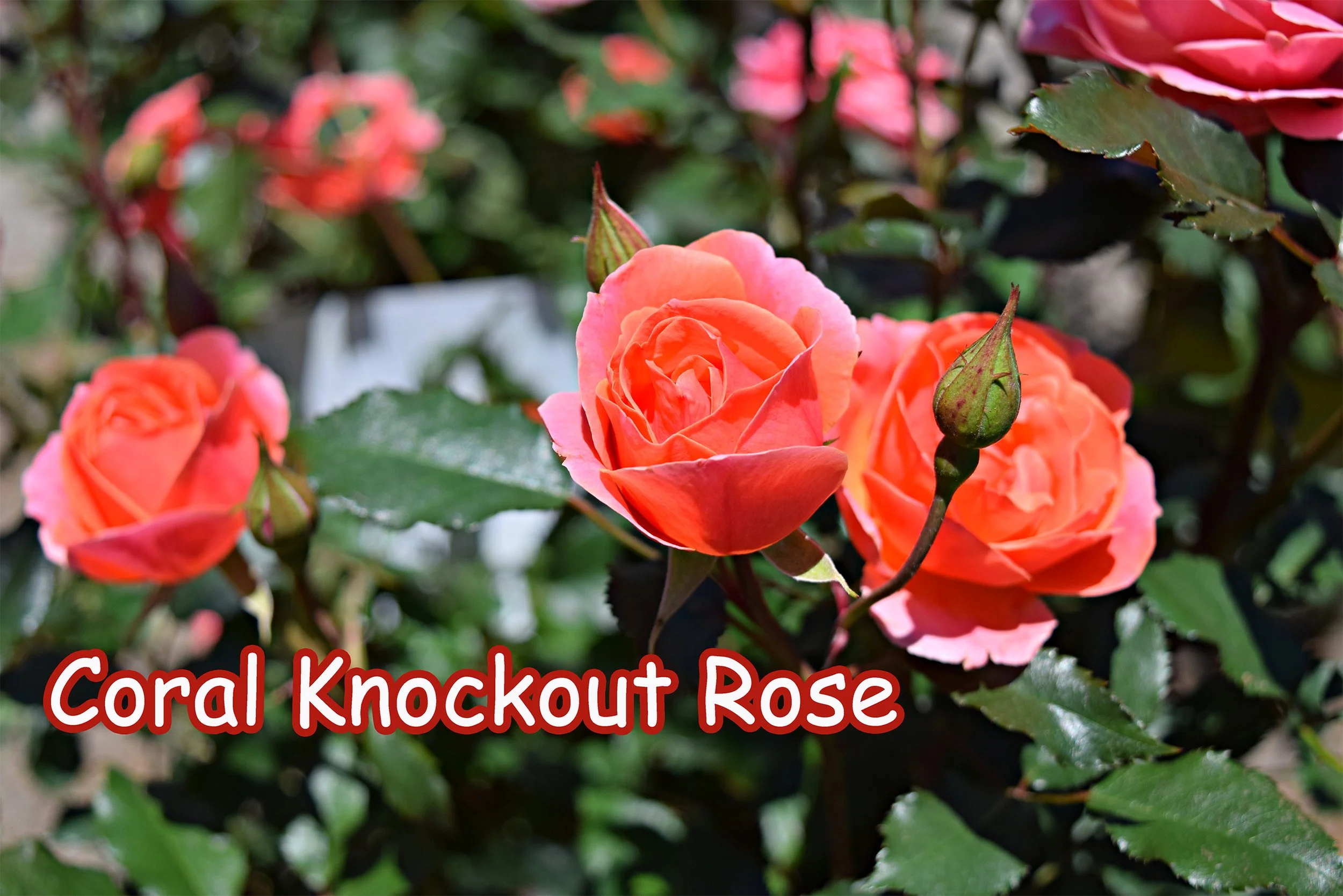coral knockout rose.jpg