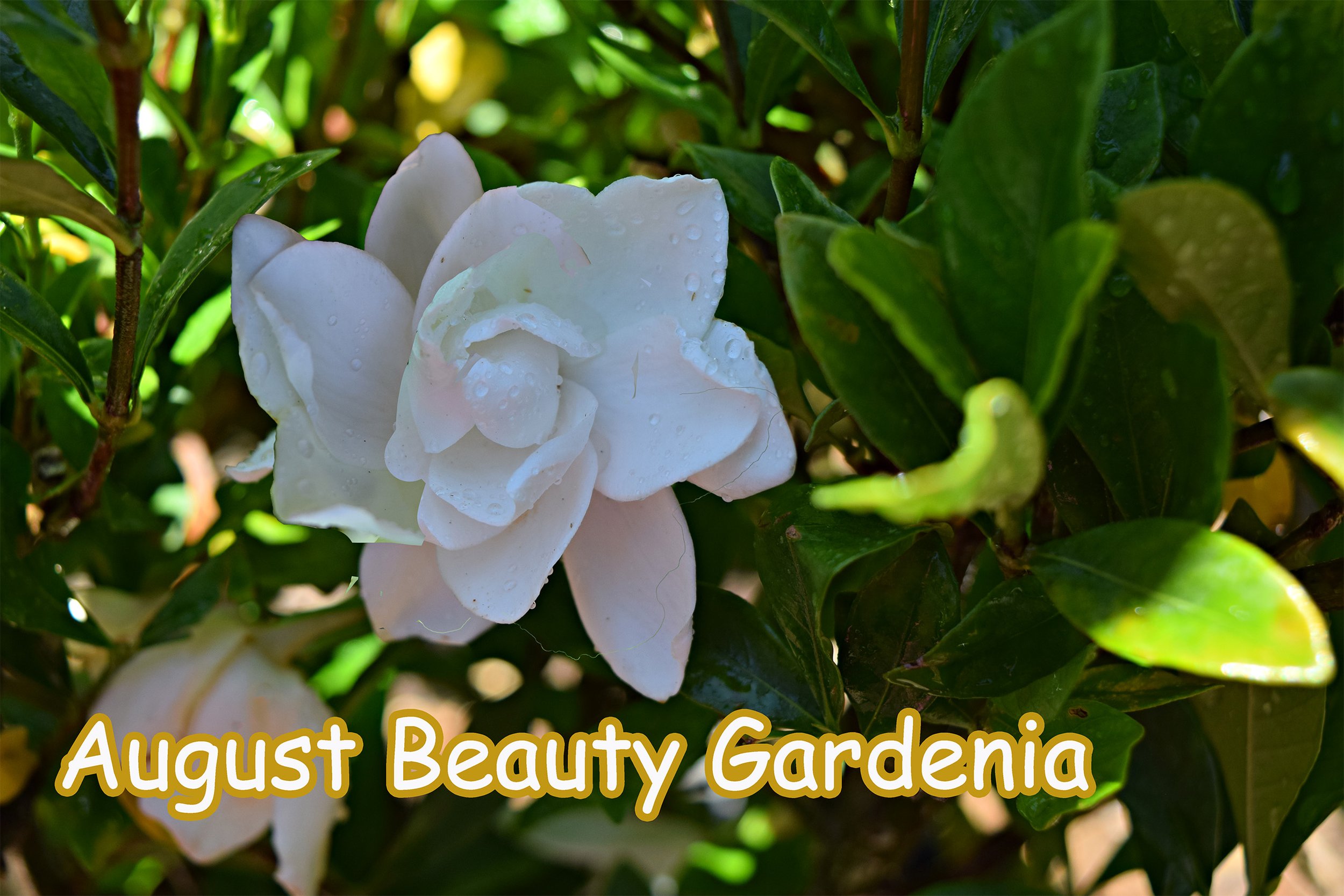 august beauty gardenia.jpg