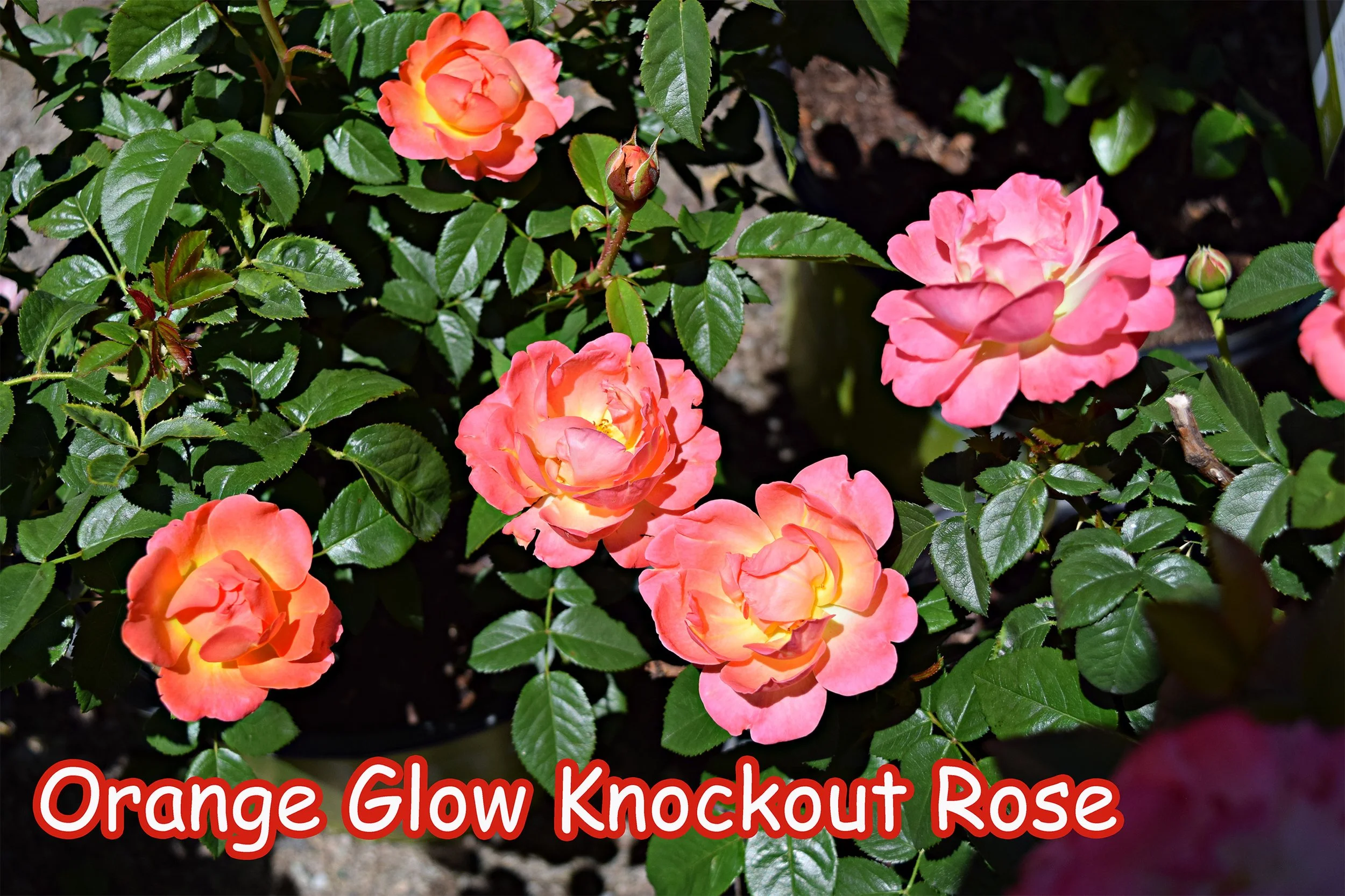 orange glow knockout rose.jpg