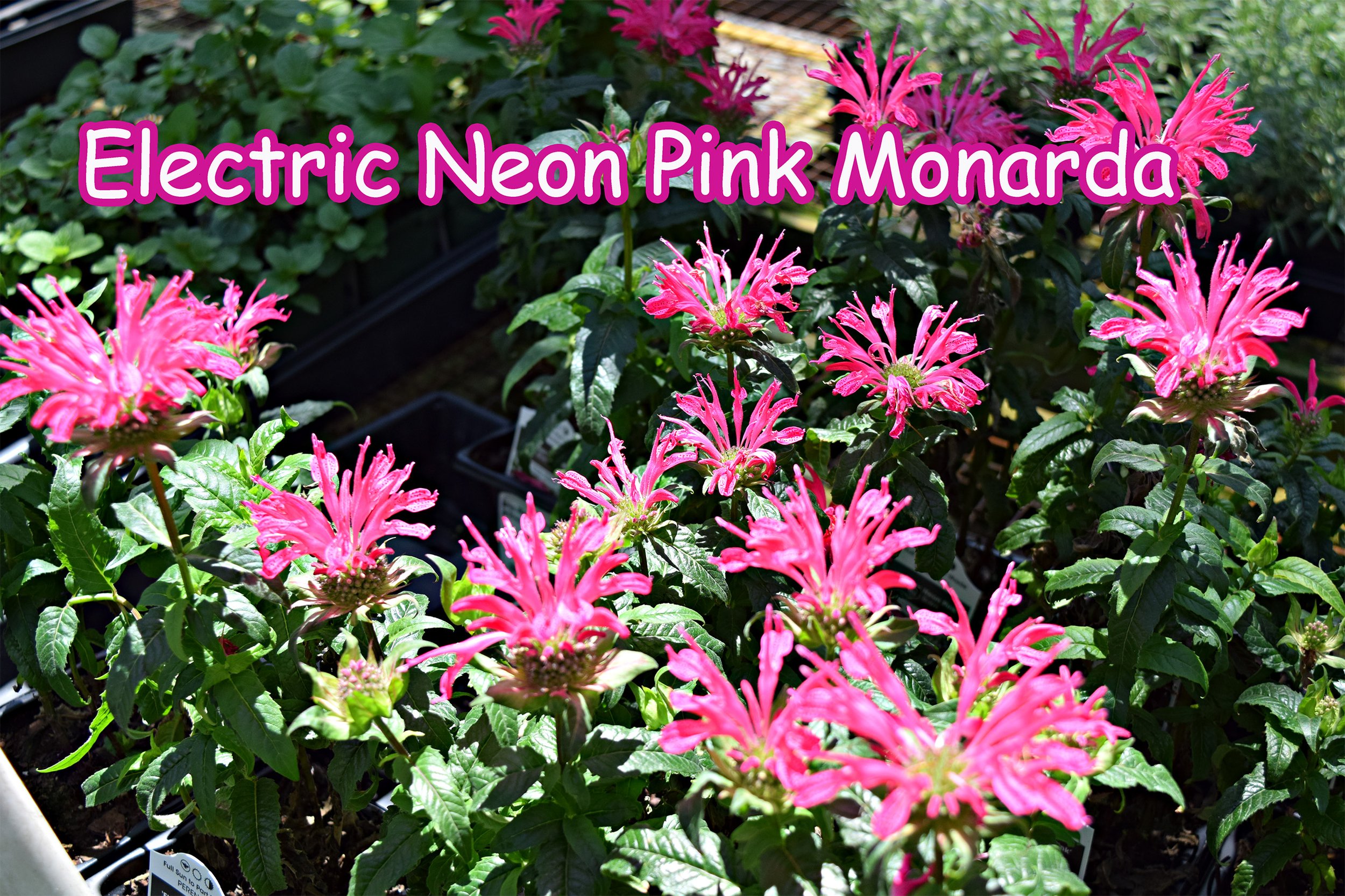 electric neon pink monarda.jpg