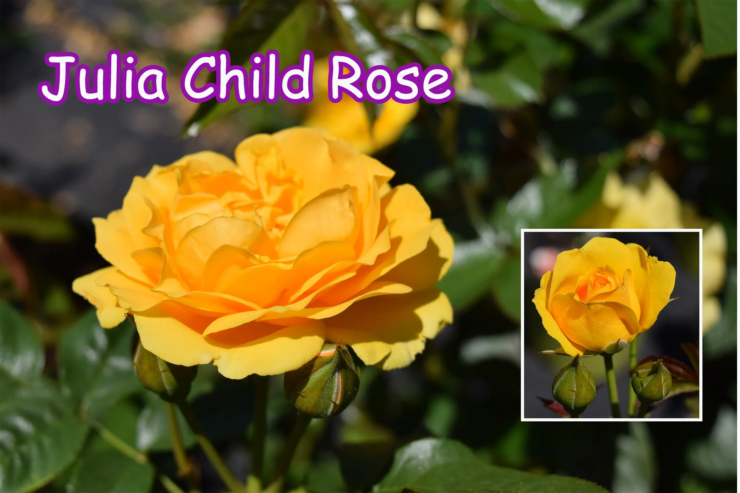 Julia child rose.jpg