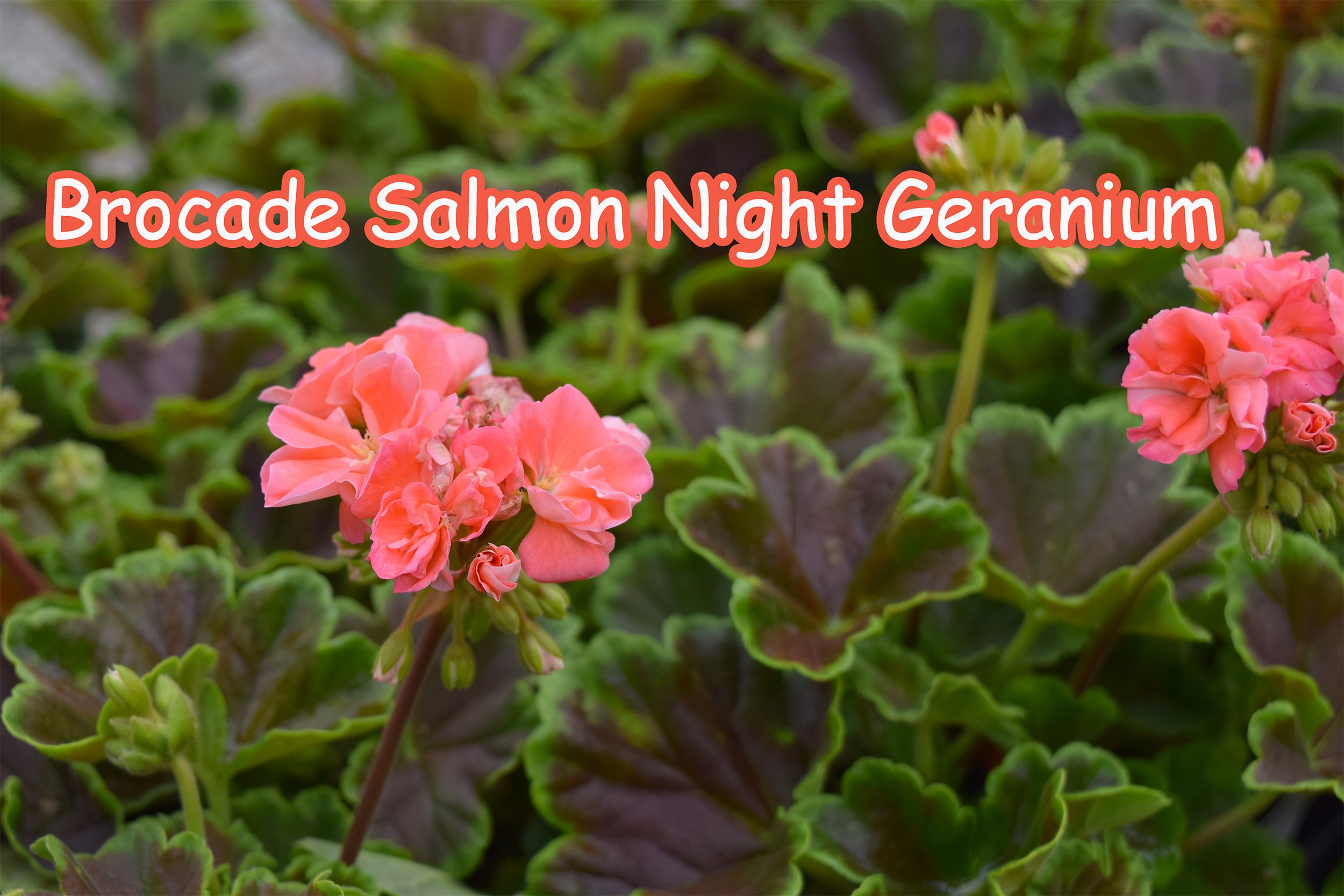 brocade salmon geranium.jpg