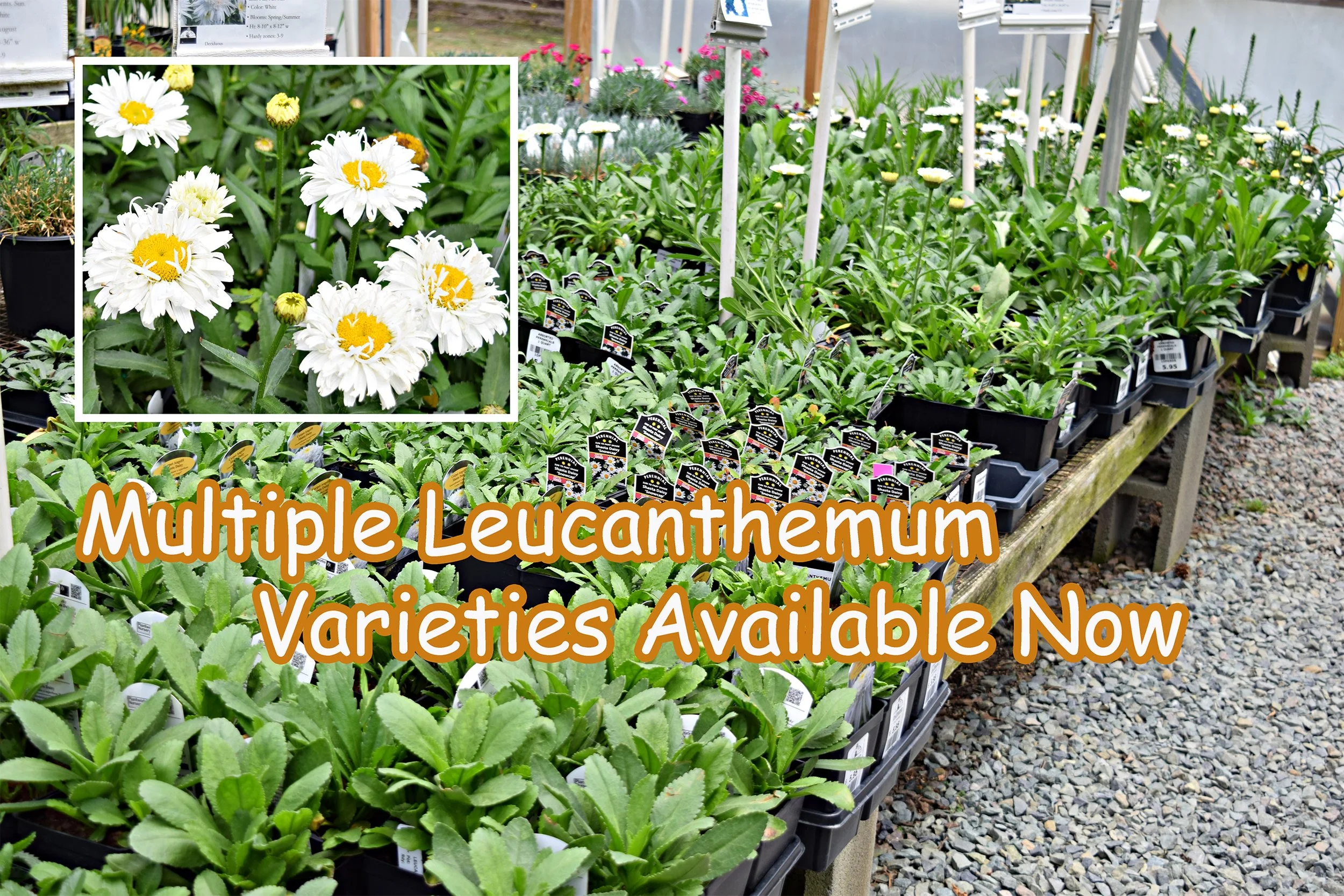 leucanthemum.jpg