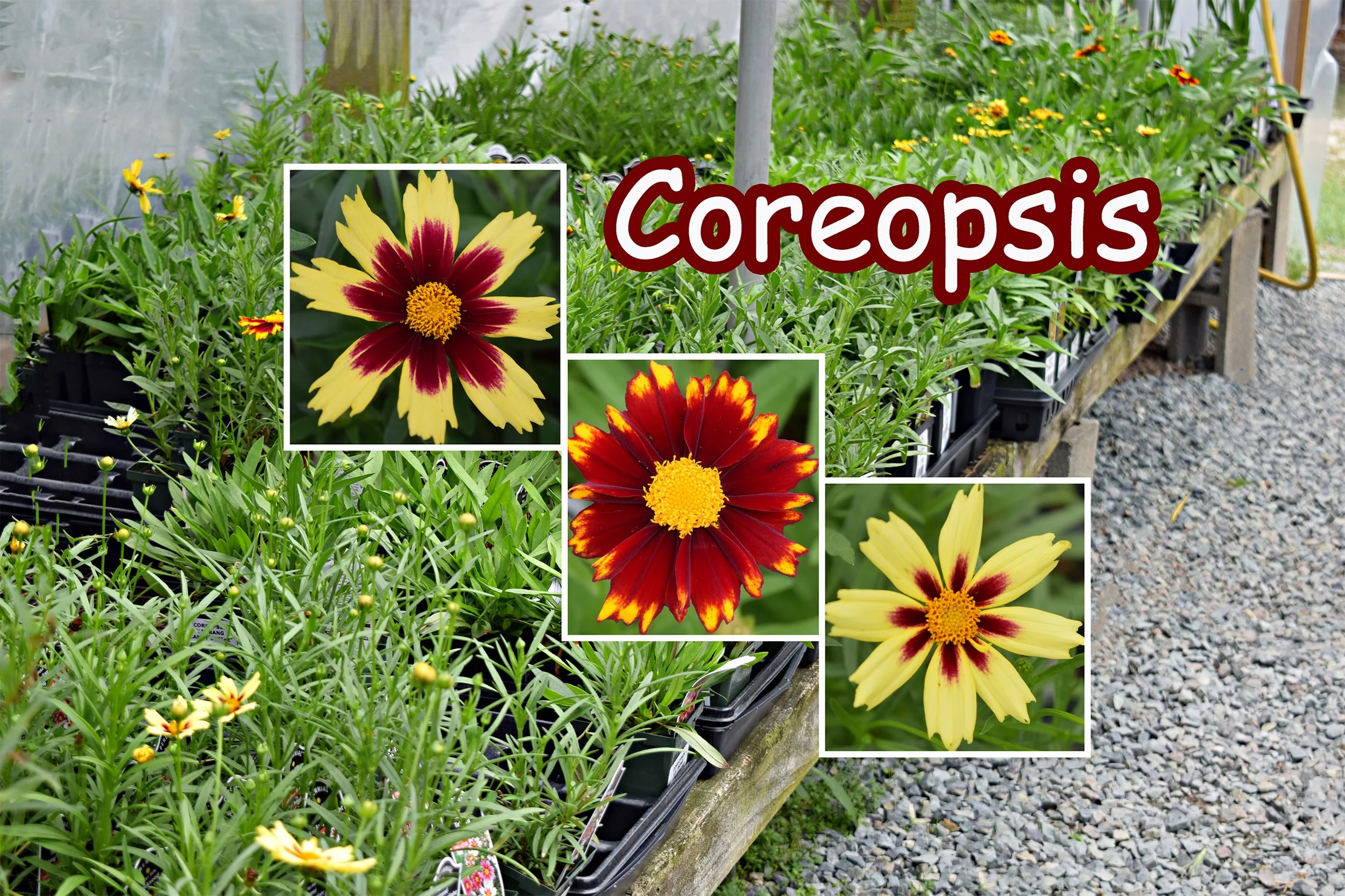 coreopsis.jpg
