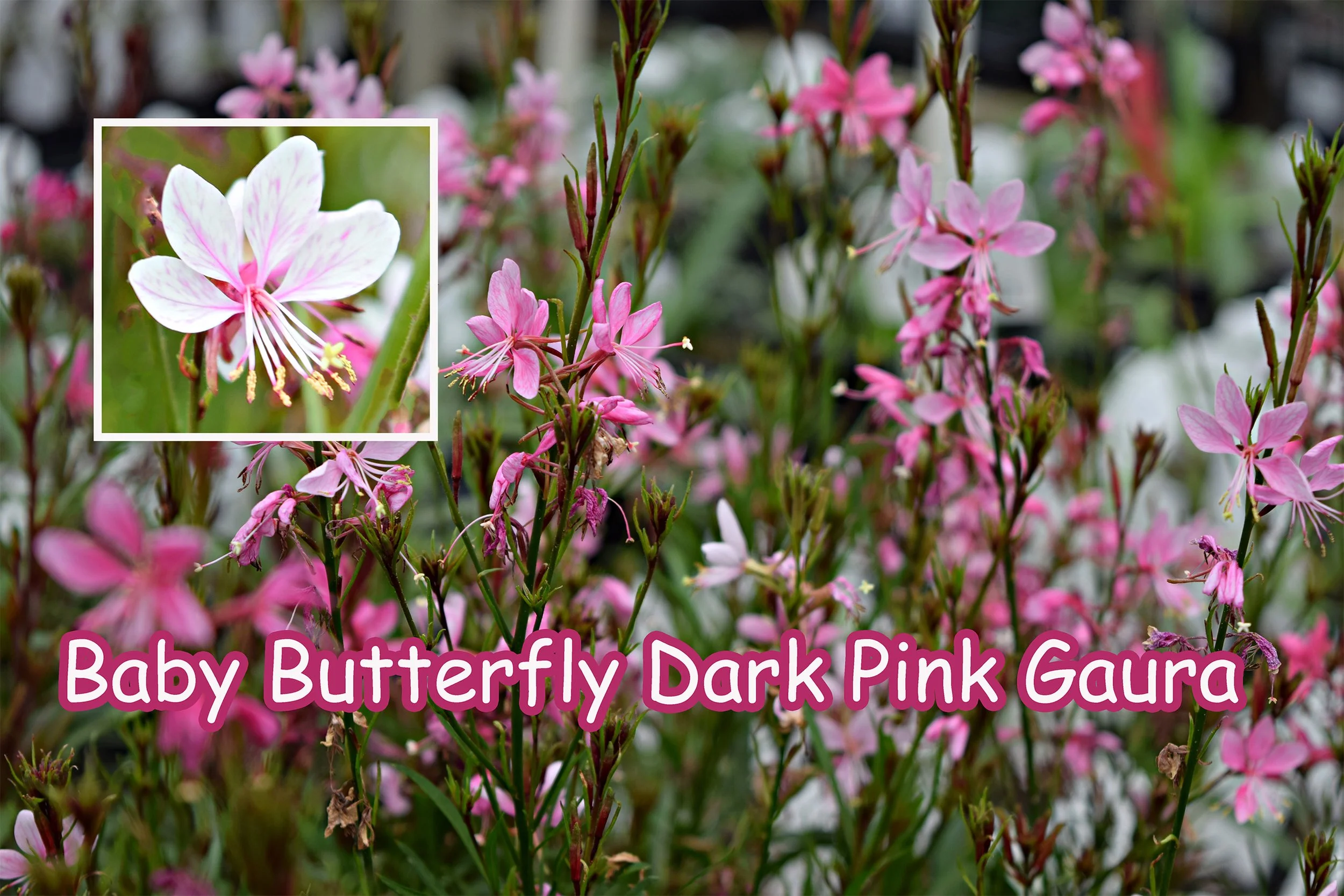 baby butterfly dark pink gaura.jpg