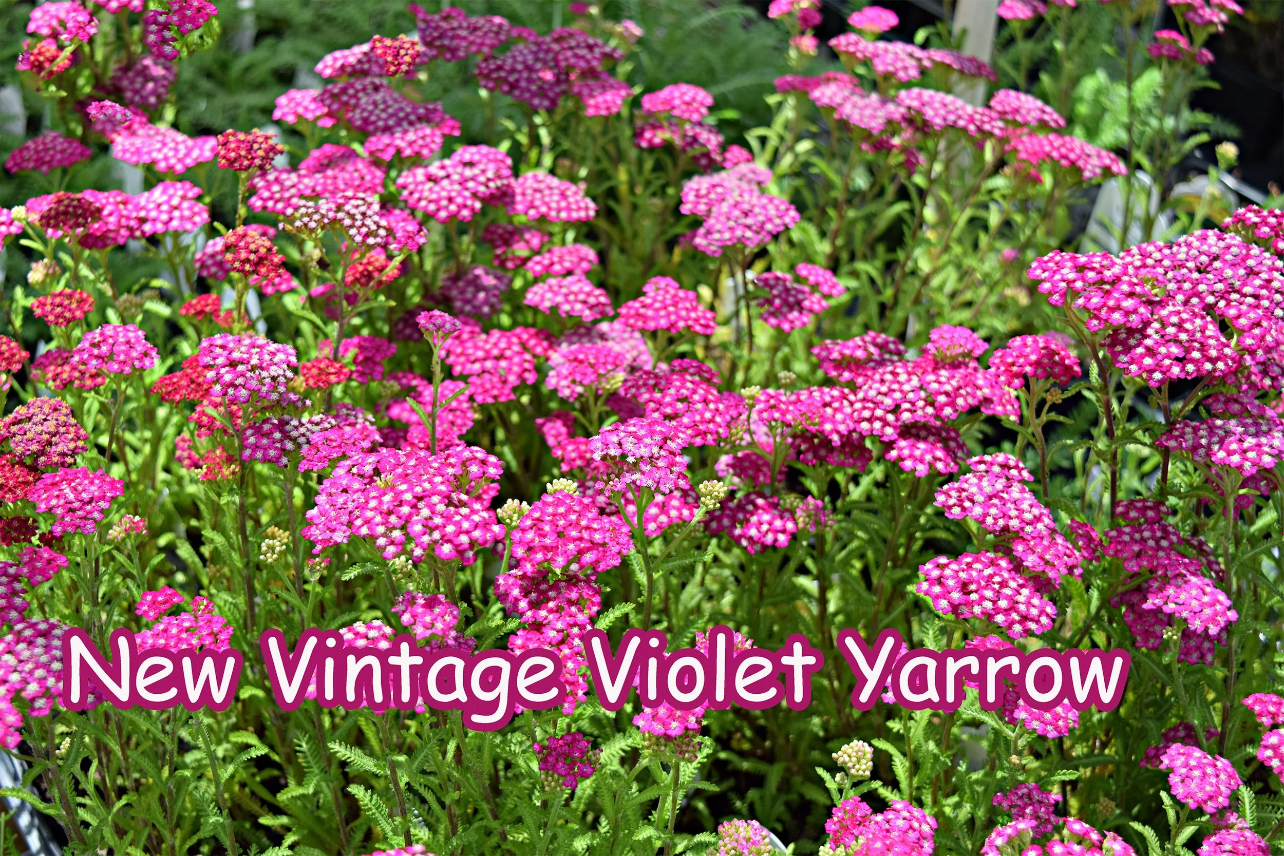 yarrow.jpg