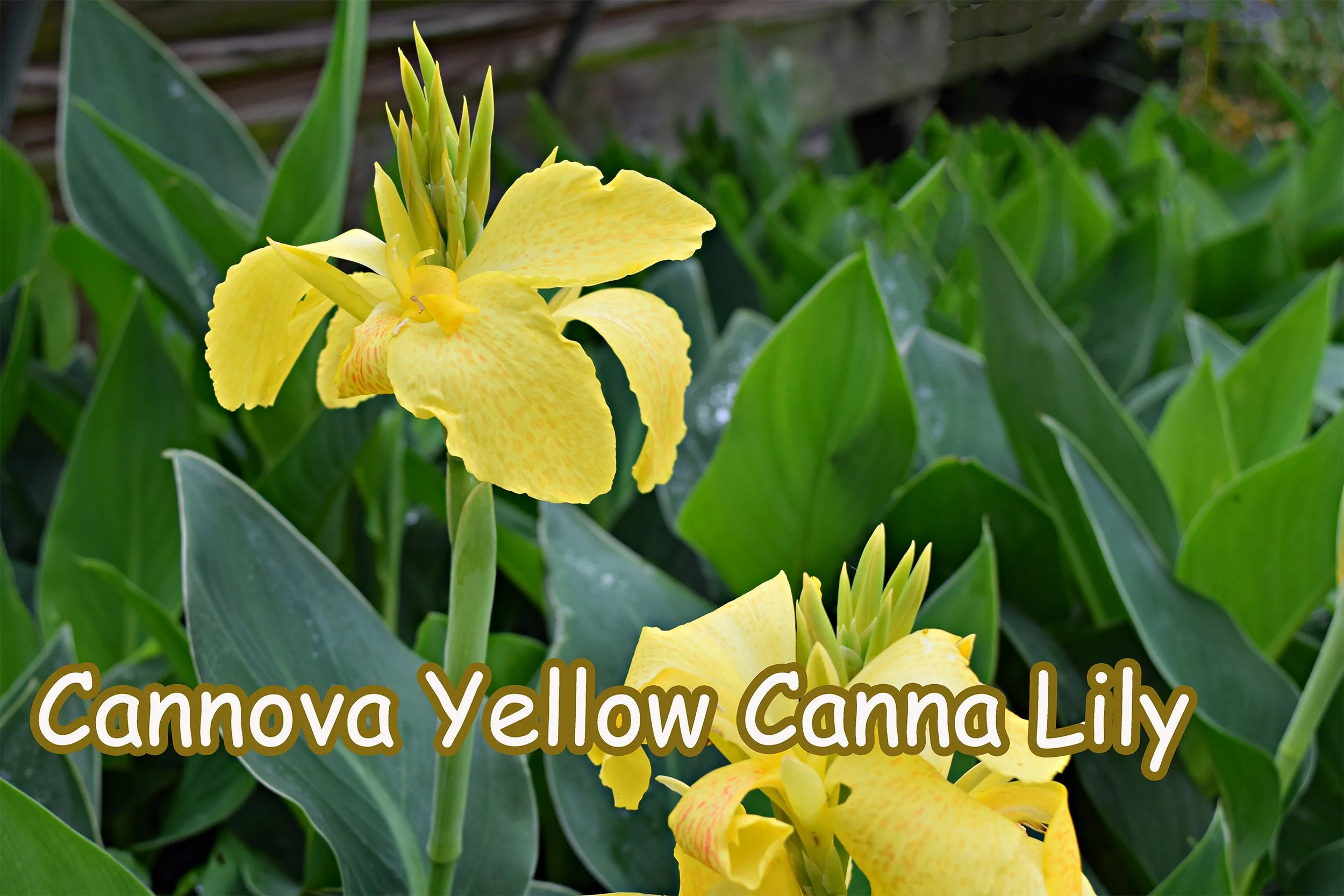 cannova yellow canna.jpg