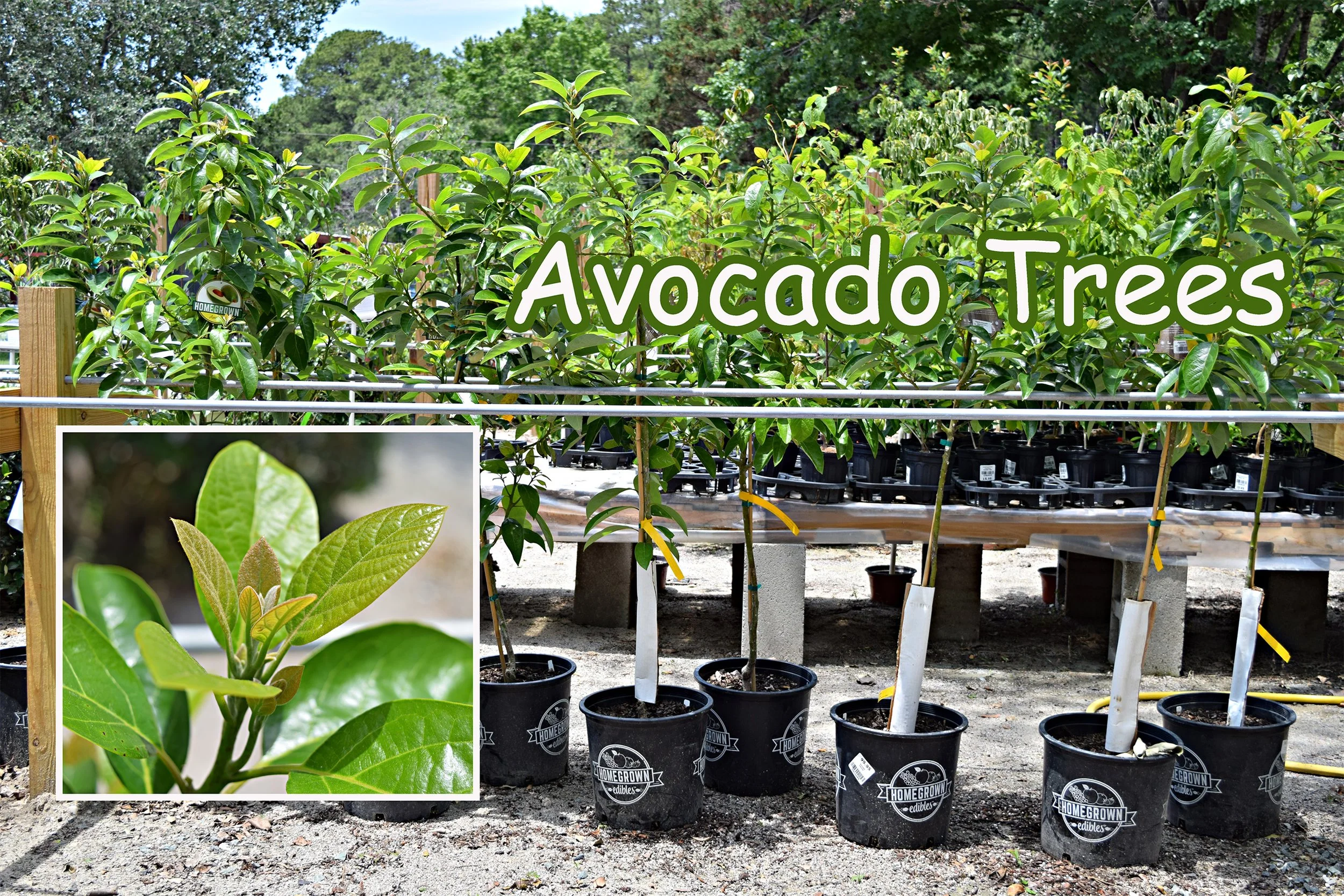 avocado.jpg