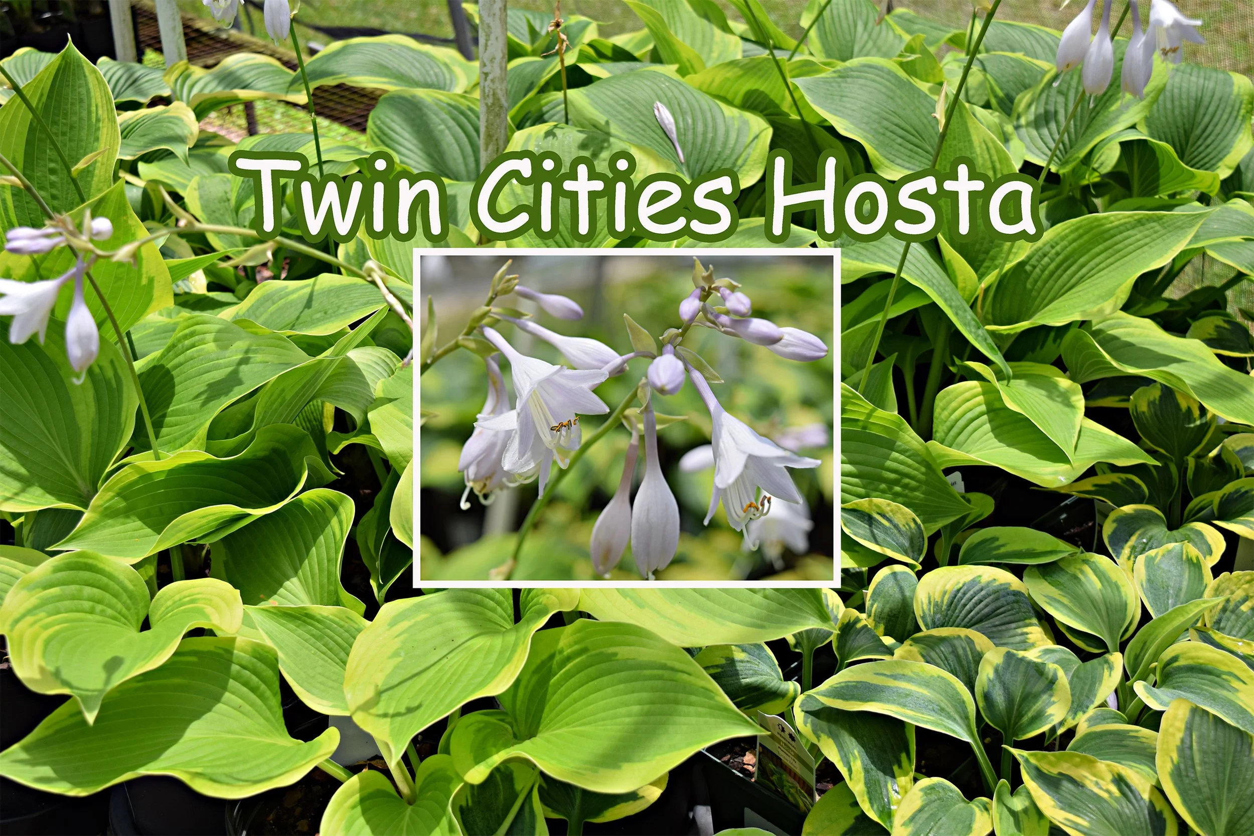 twin cities hosta.jpg