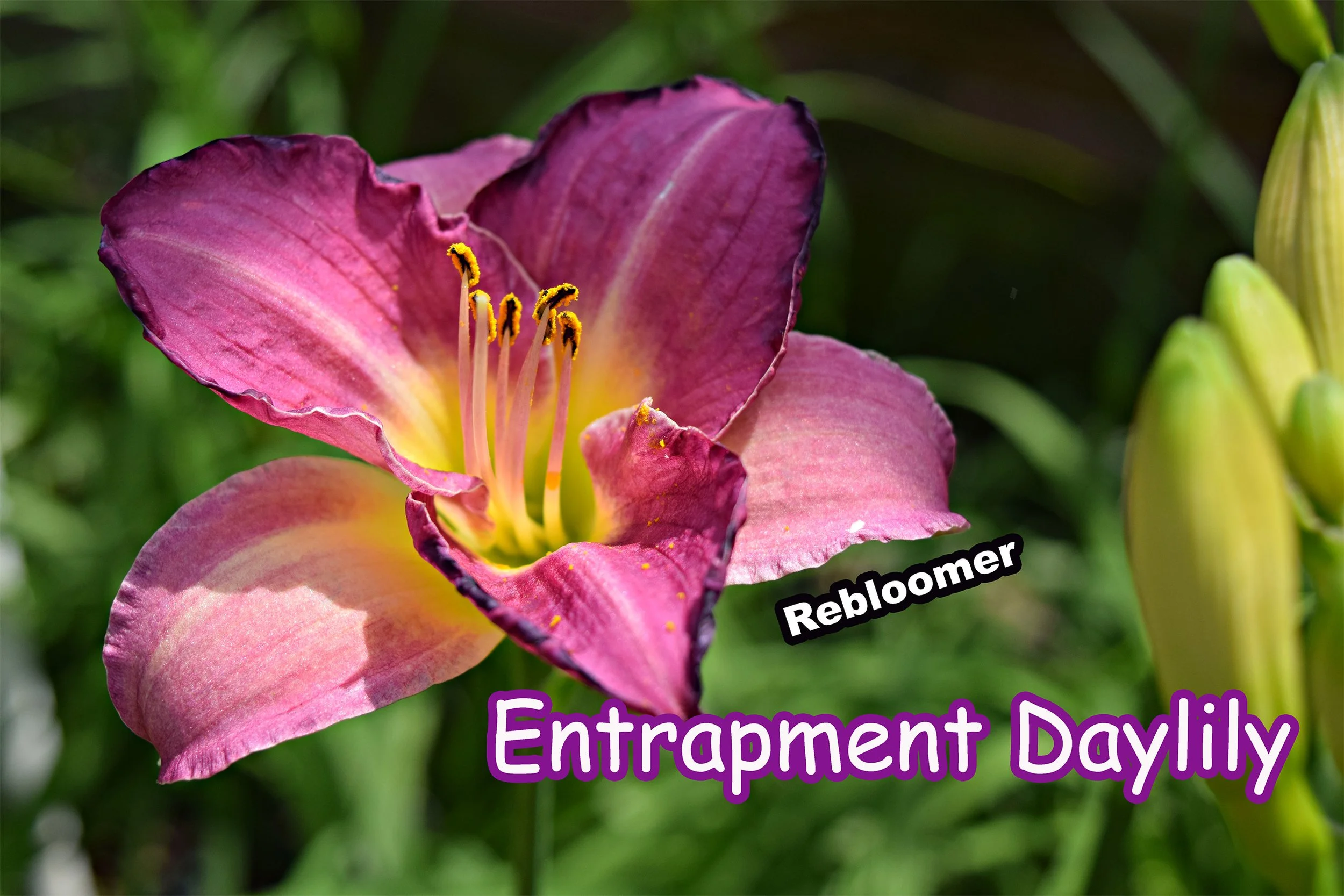 entrapment daylily.jpg