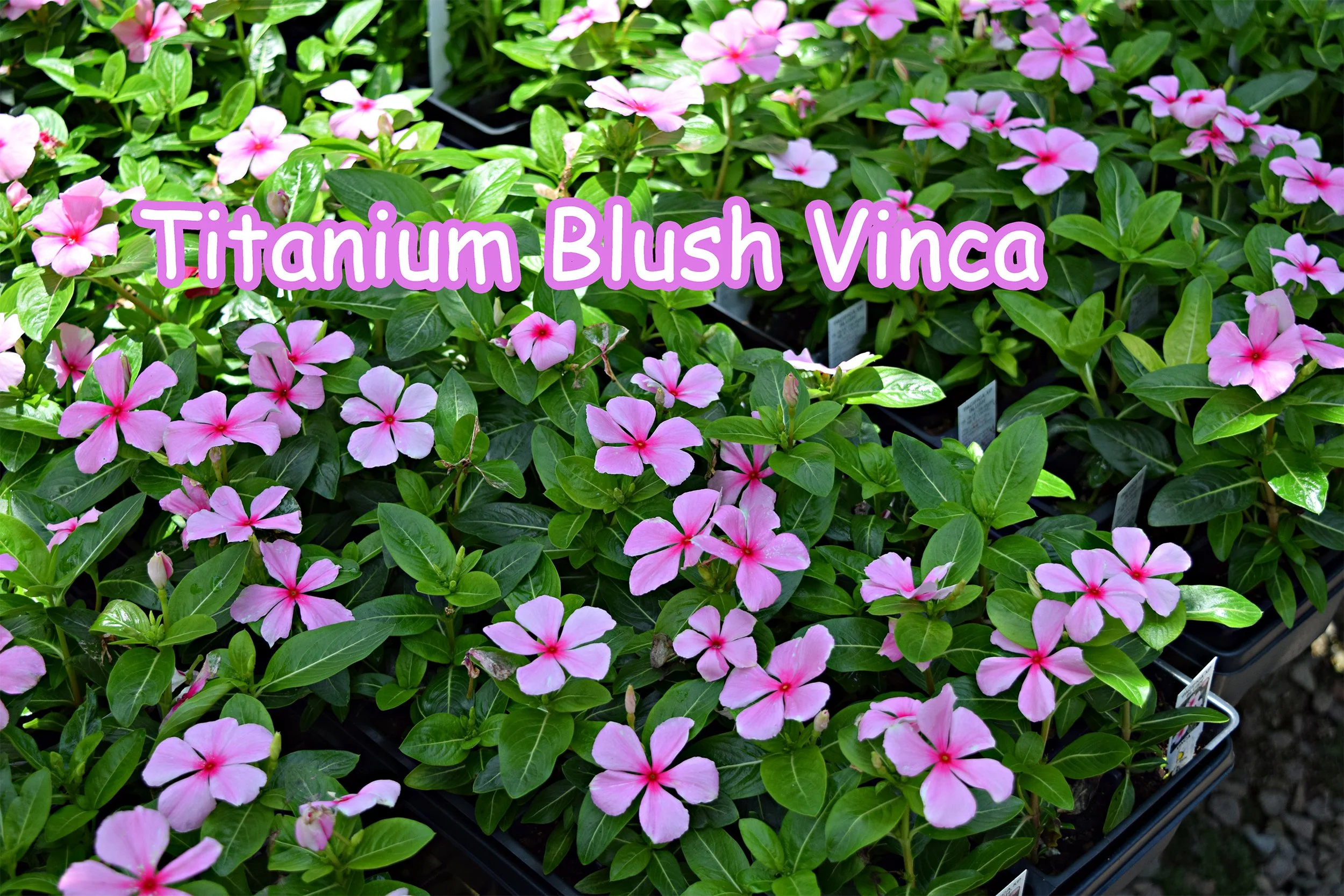 titanium blush vinca.jpg