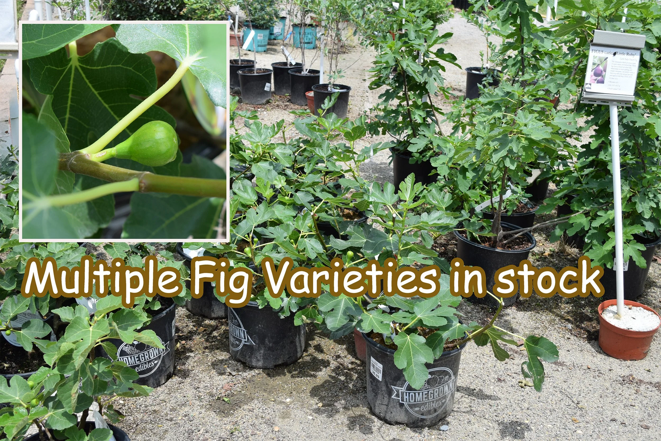 Fig bush.jpg