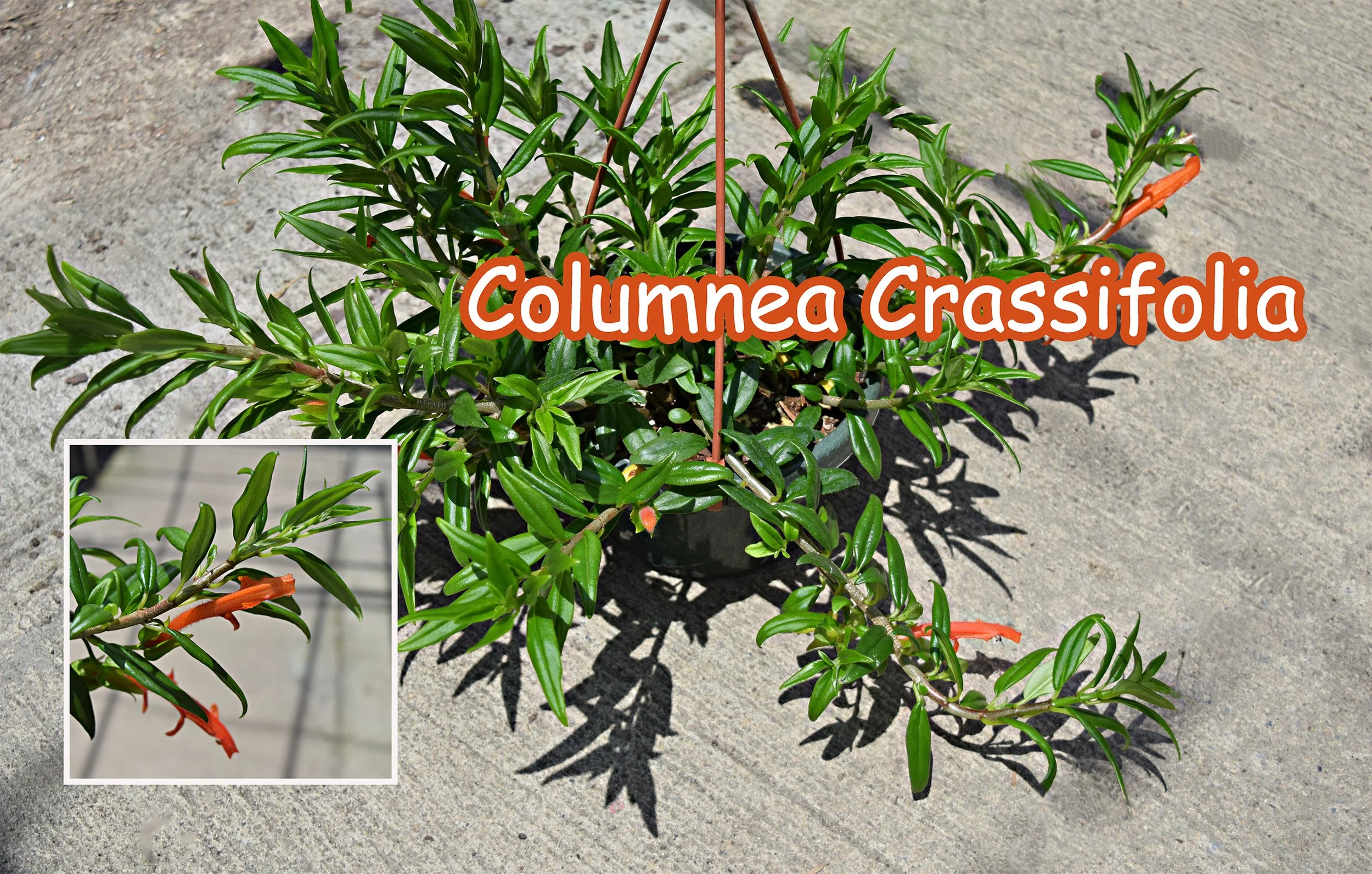 columnea crassifolia.jpg