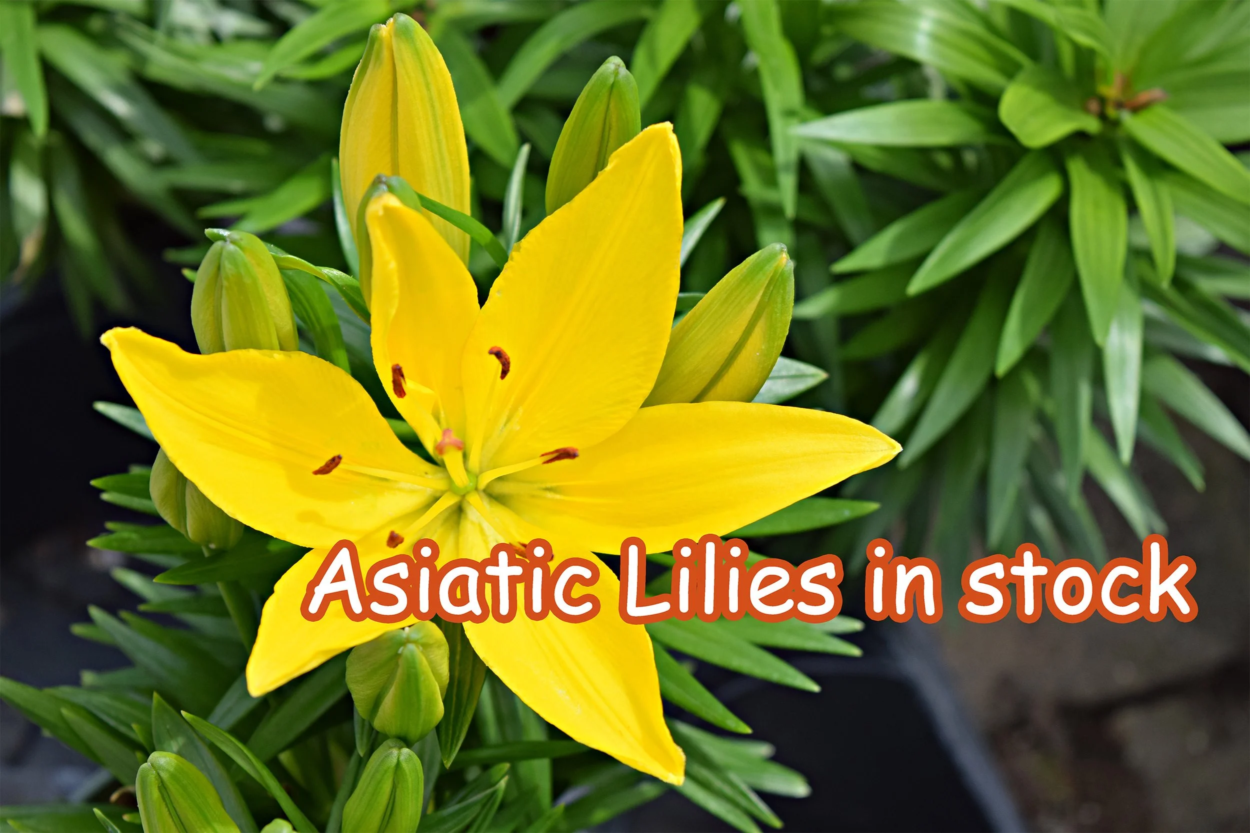 asiatic lily.jpg