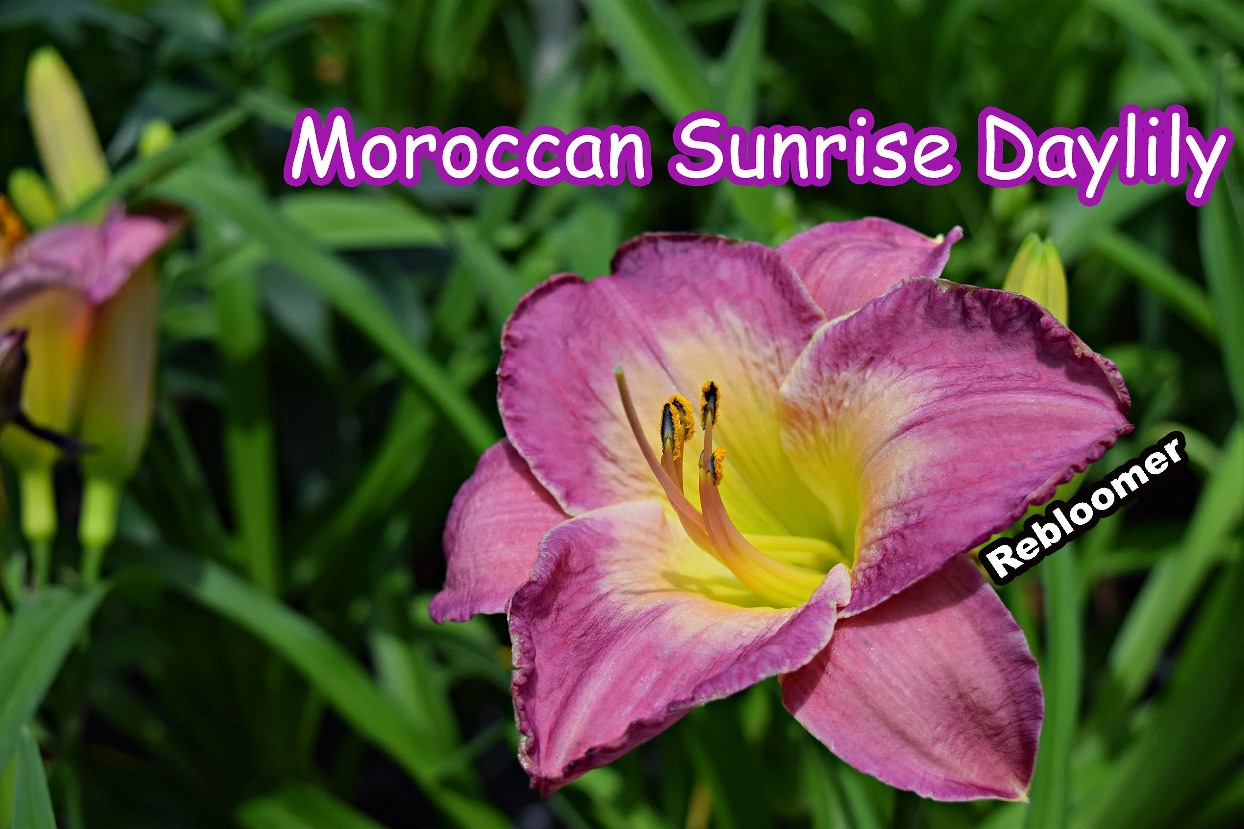 moroccan sunrise daylily.jpg