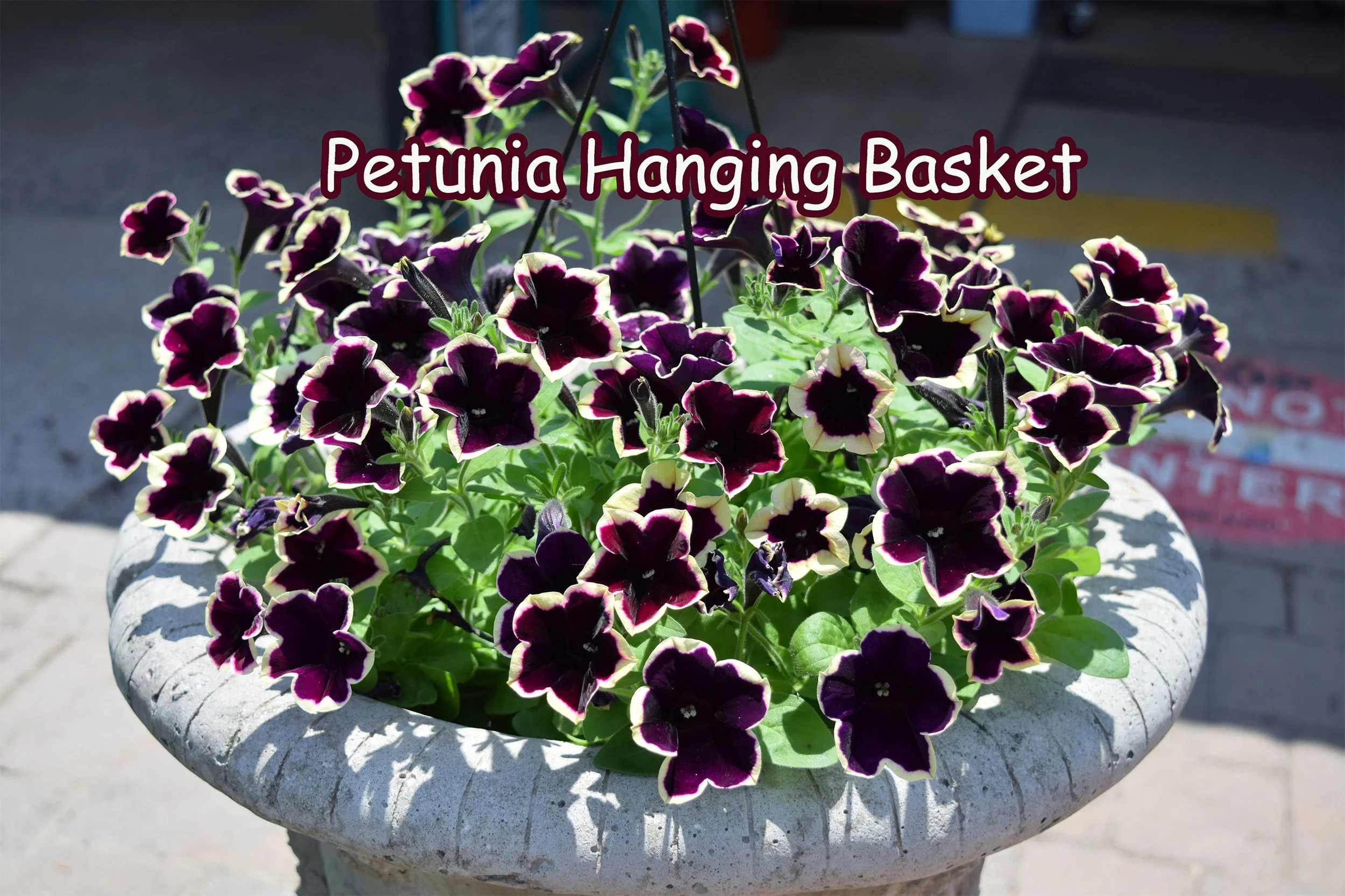 petunia hanging basket.jpg