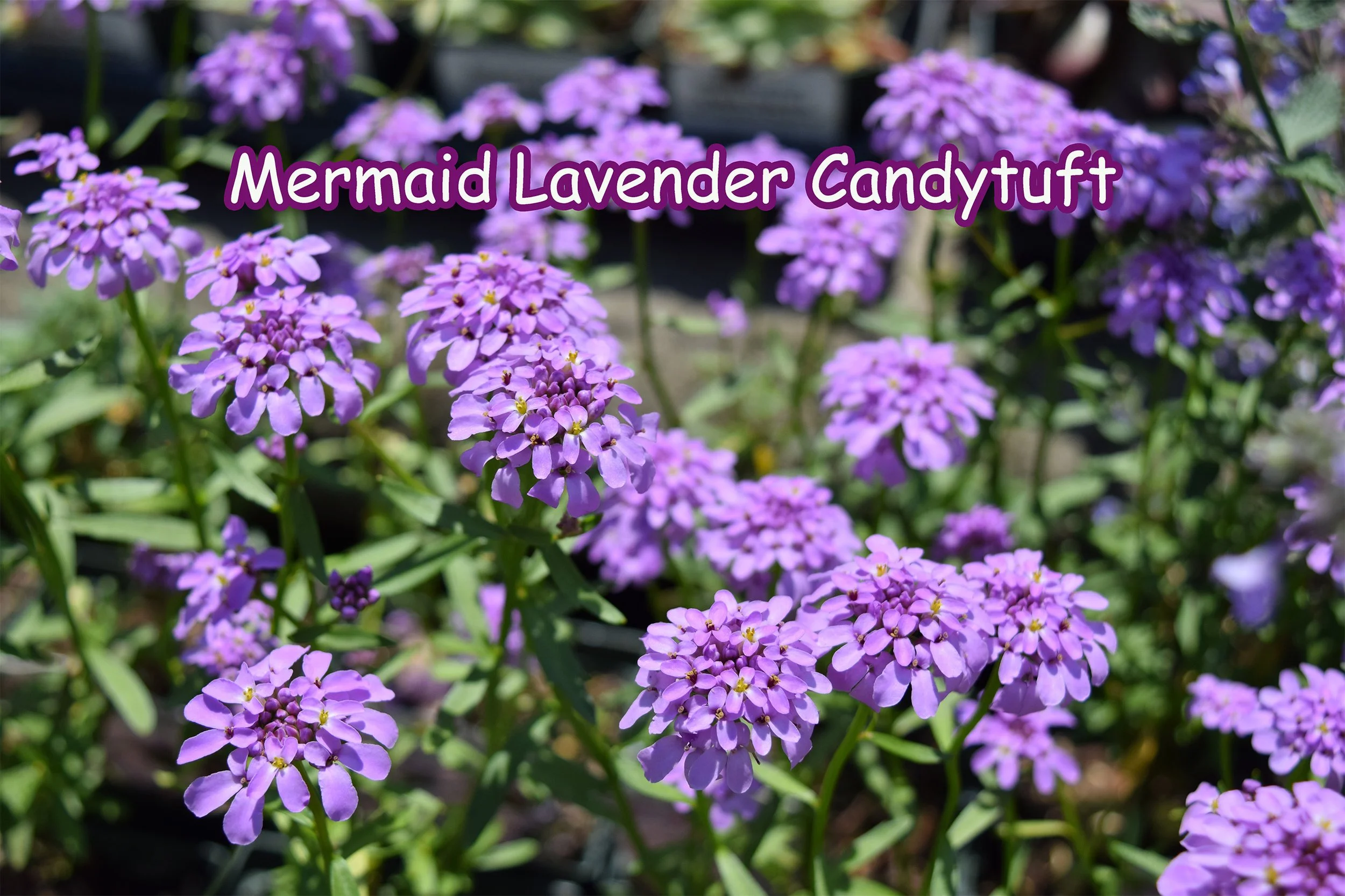 mermaid candytuft.jpg