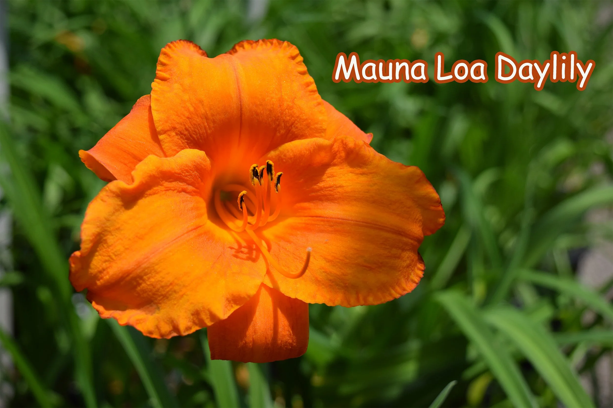 mauna loa daylily.jpg
